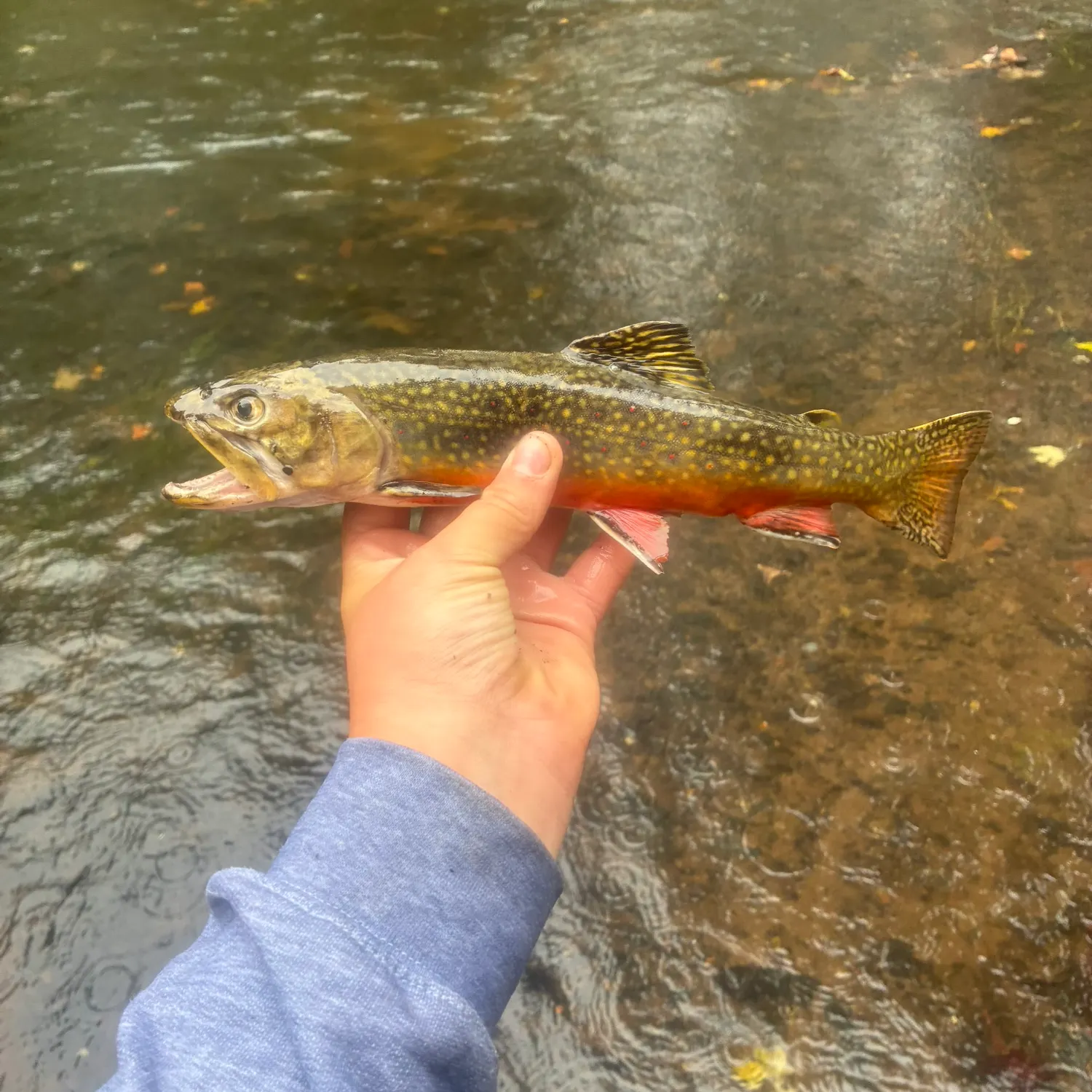 Brook trout caught on Fishbrain