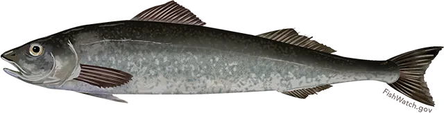 Sablefish