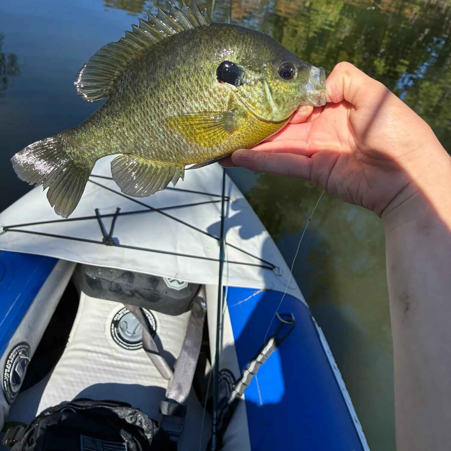 Bluegill caught on Fishbrain
