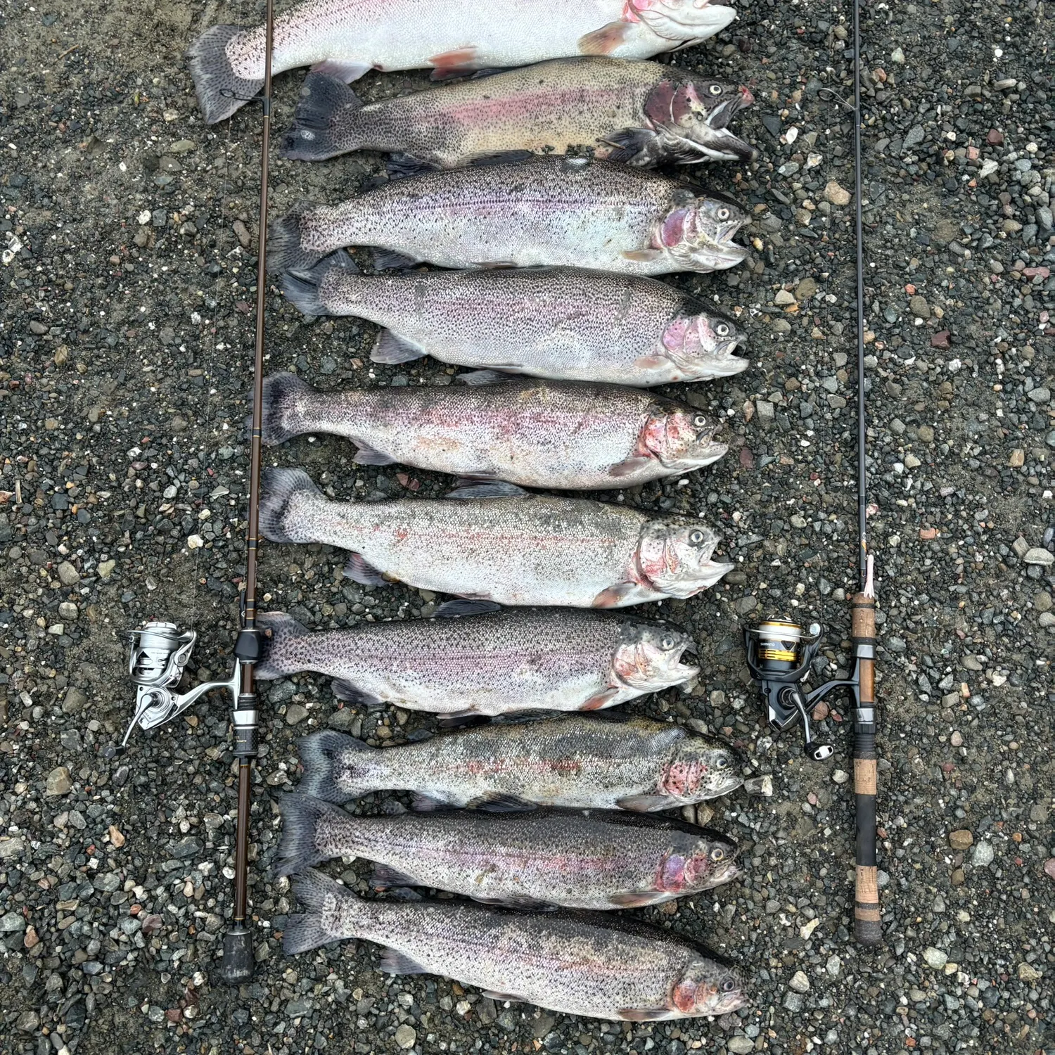 recently logged catches