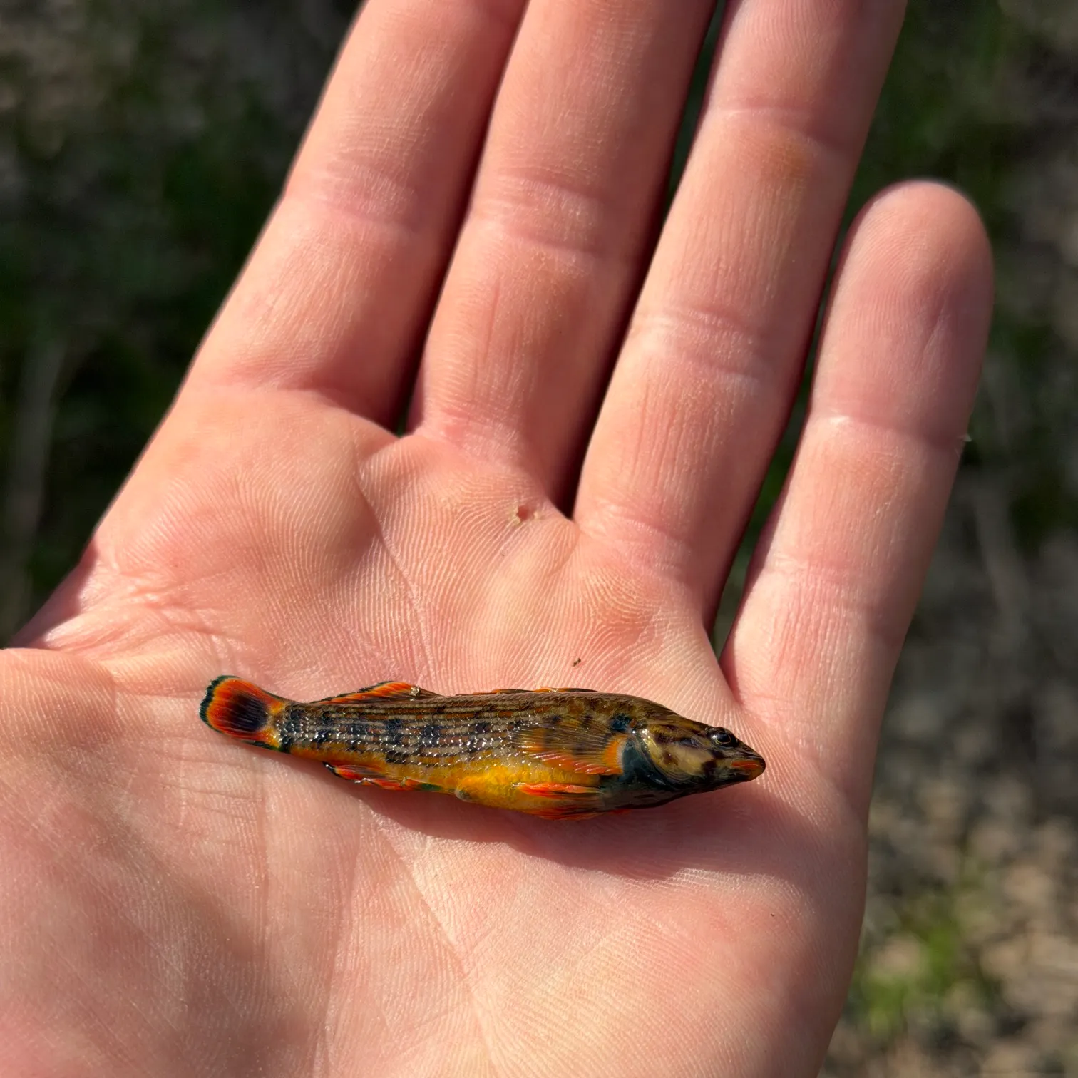 The most recent Orangethroat darter catches on Fishbrain