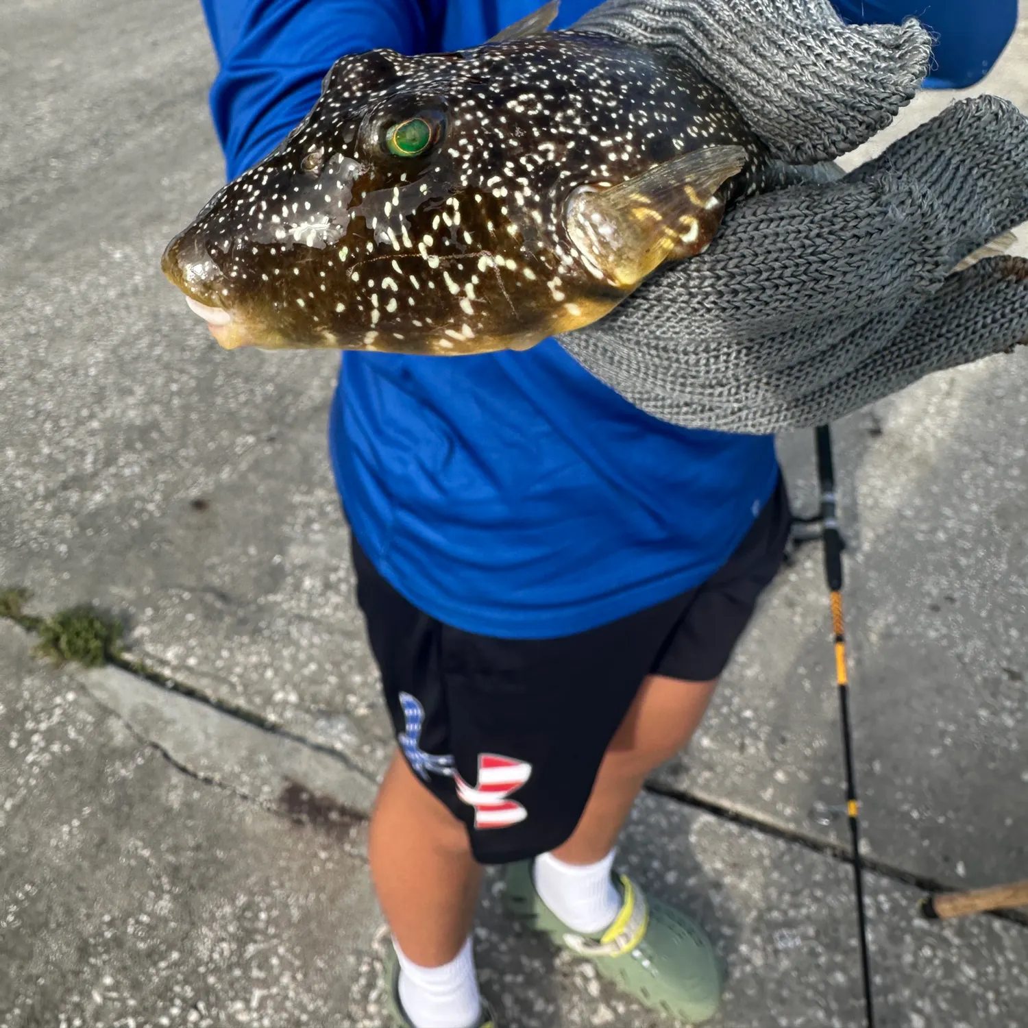 The most recent Southern puffer catches on Fishbrain