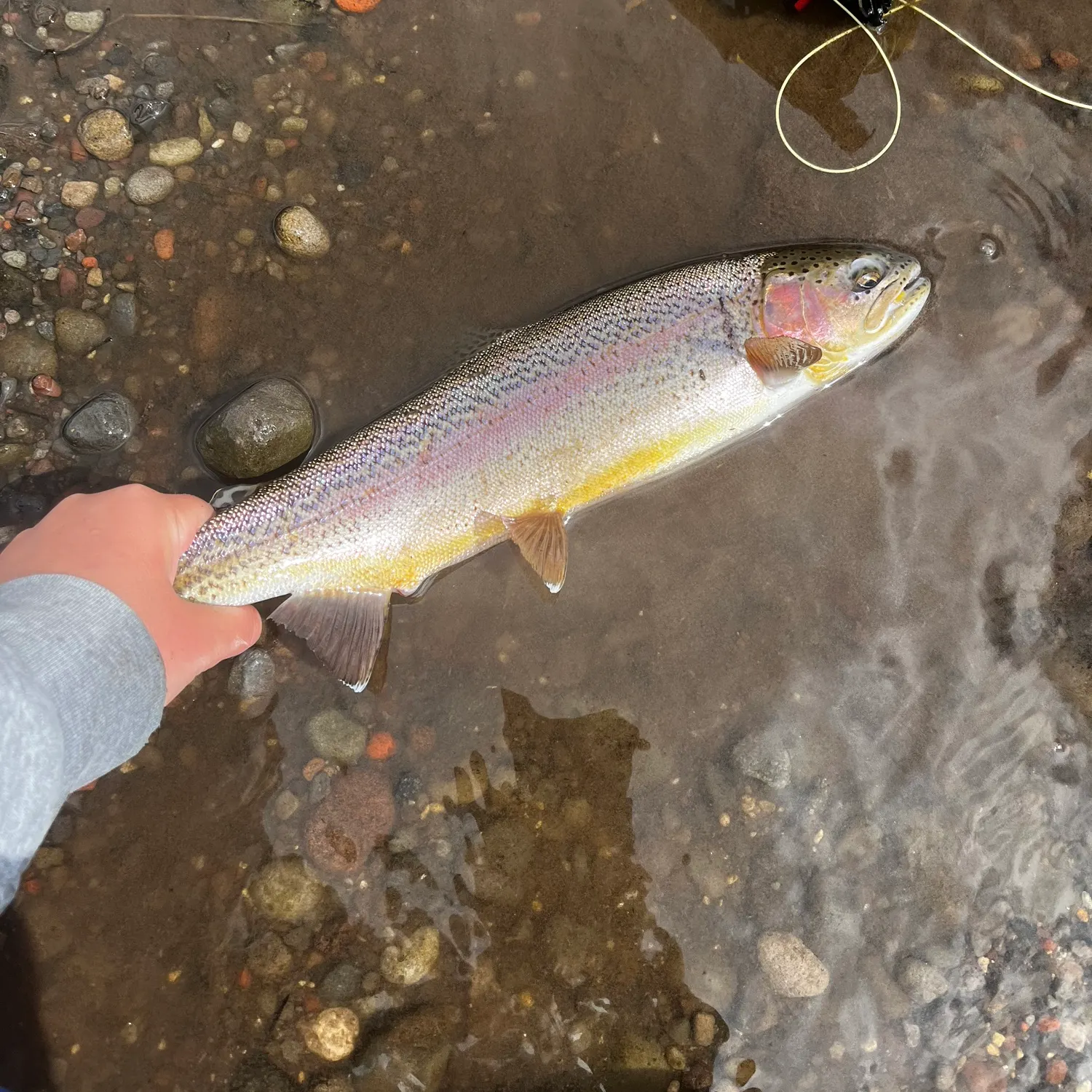 Rainbow trout caught on Fishbrain