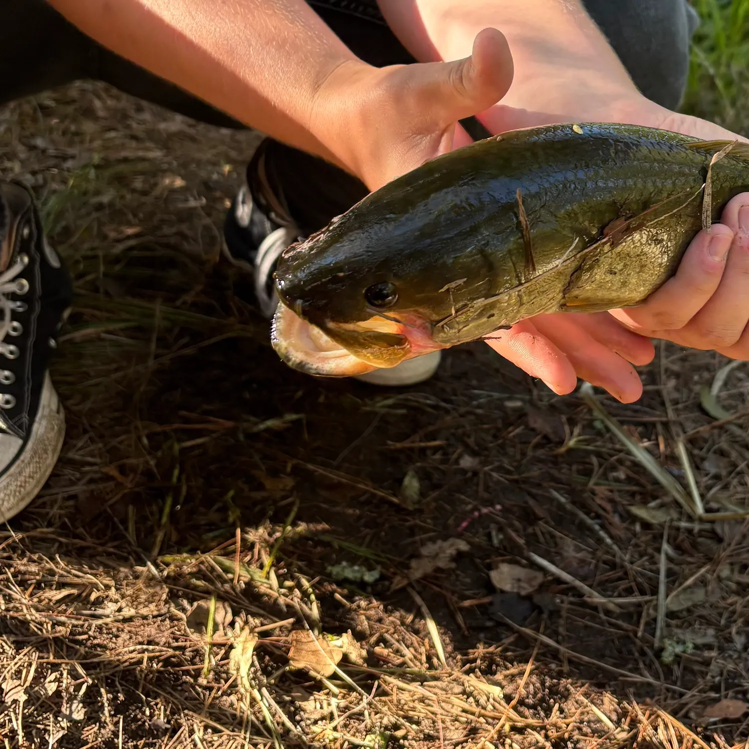 Ruddy bowfin caught on Fishbrain