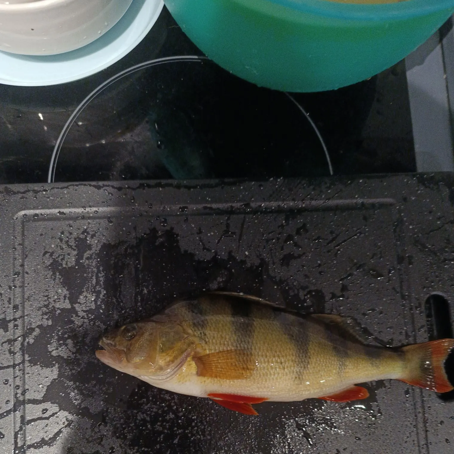 European perch caught on Fishbrain