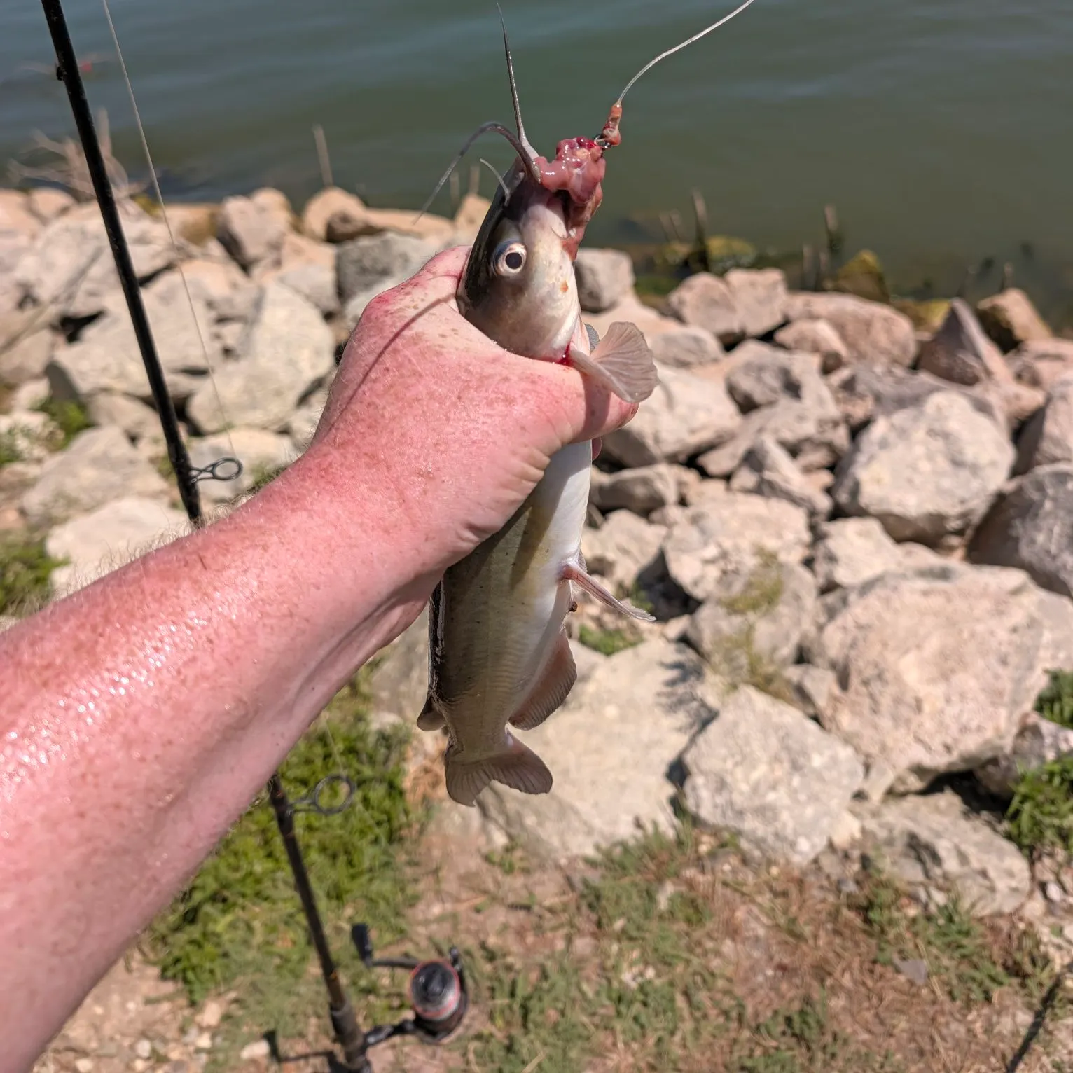 Channel catfish caught on Fishbrain