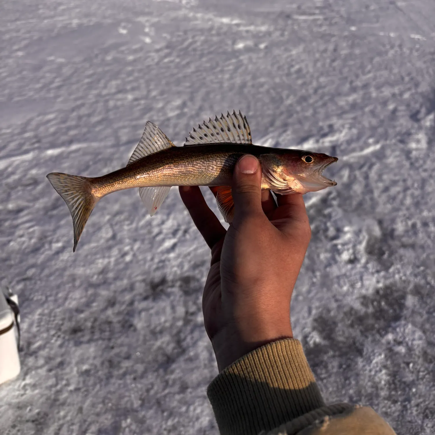 The most recent Sauger catches on Fishbrain
