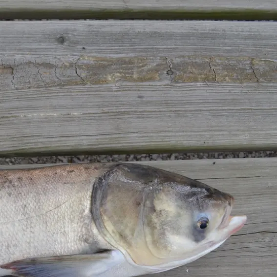 The most recent Bighead carp catches on Fishbrain