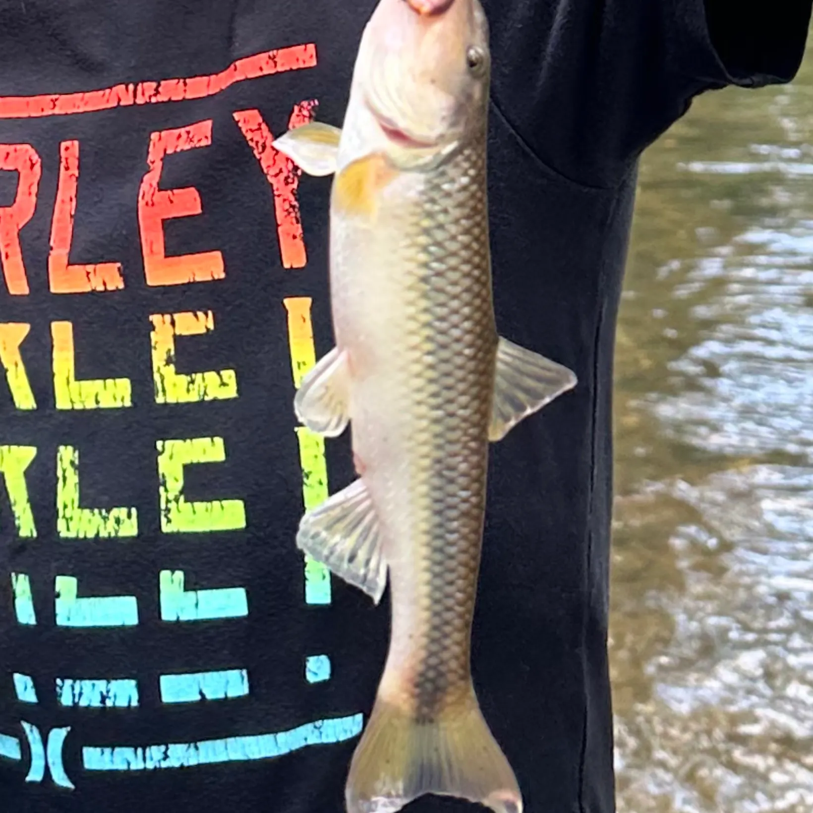 The most recent Atlantic mackerel catches on Fishbrain