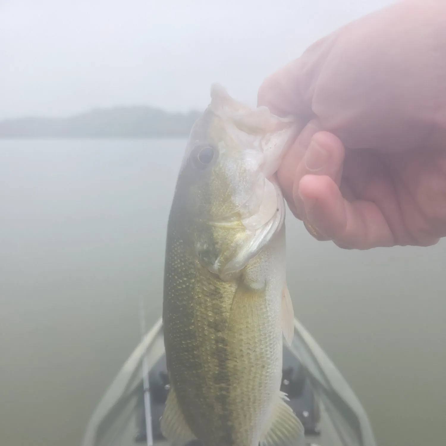 Spotted bass caught on Fishbrain