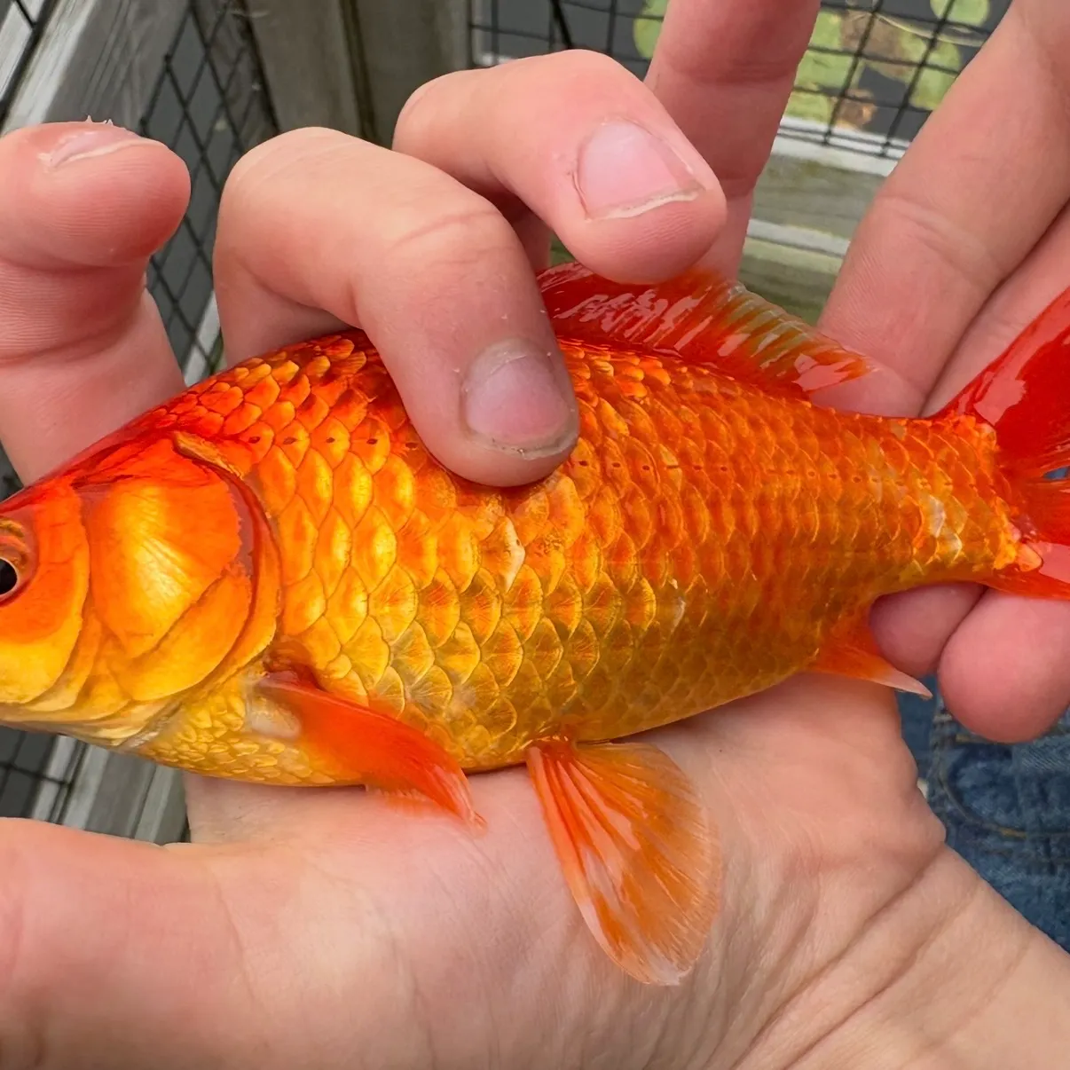 Goldfish caught on Fishbrain