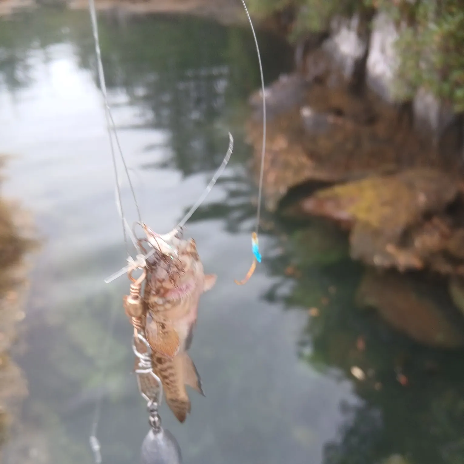 The most recent Tompot blenny catches on Fishbrain