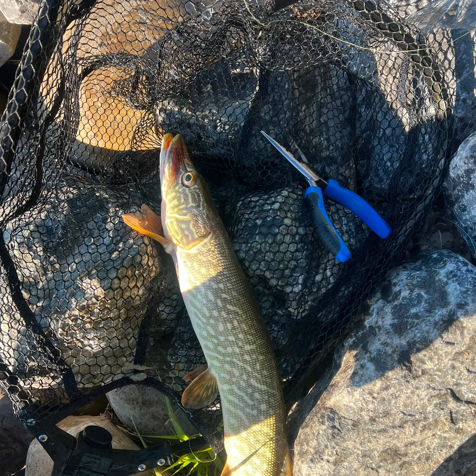 catch