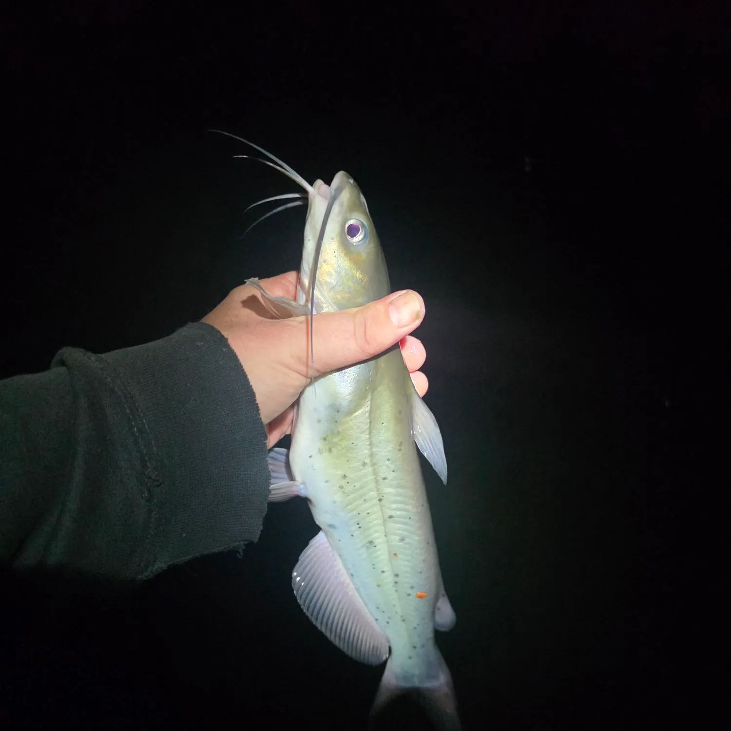 Channel catfish caught on Fishbrain