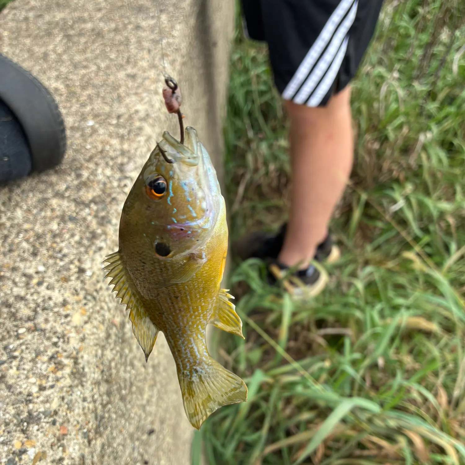 Green sunfish caught on Fishbrain