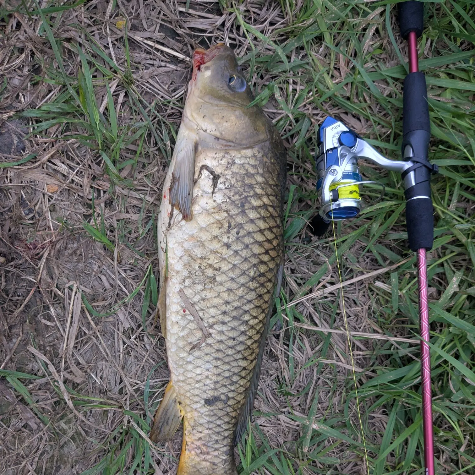 Common carp caught on Fishbrain