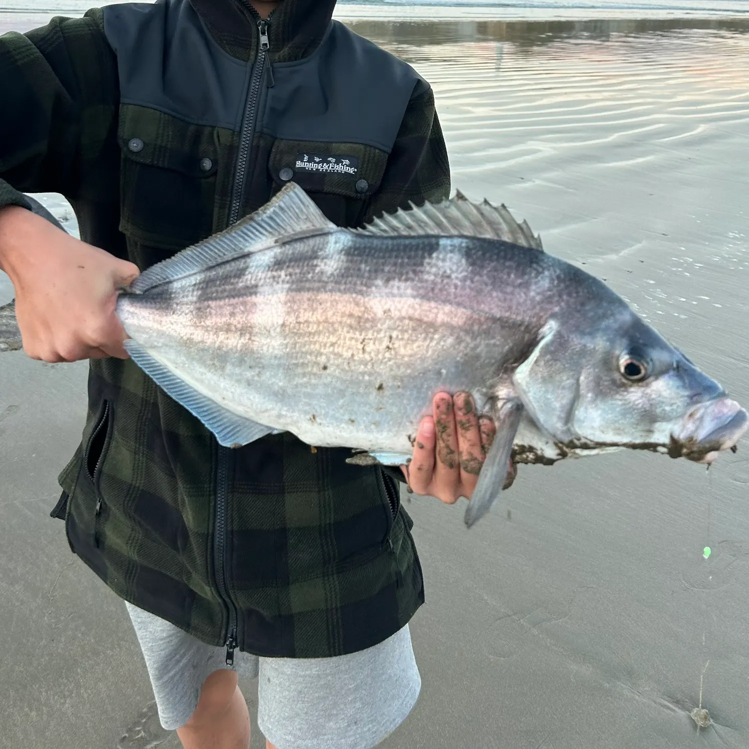 The most recent Blue moki catches on Fishbrain