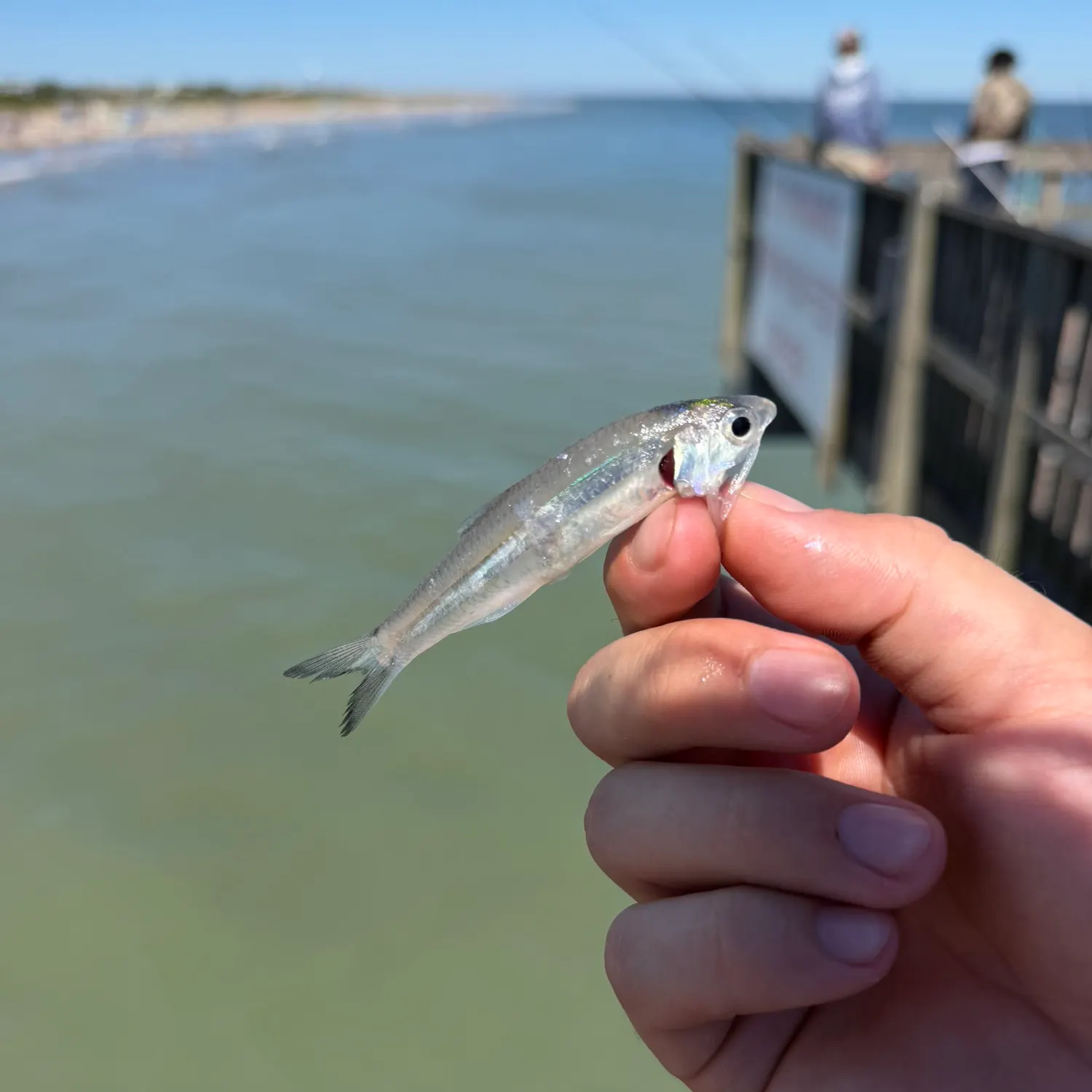 Atlantic silverside caught on Fishbrain