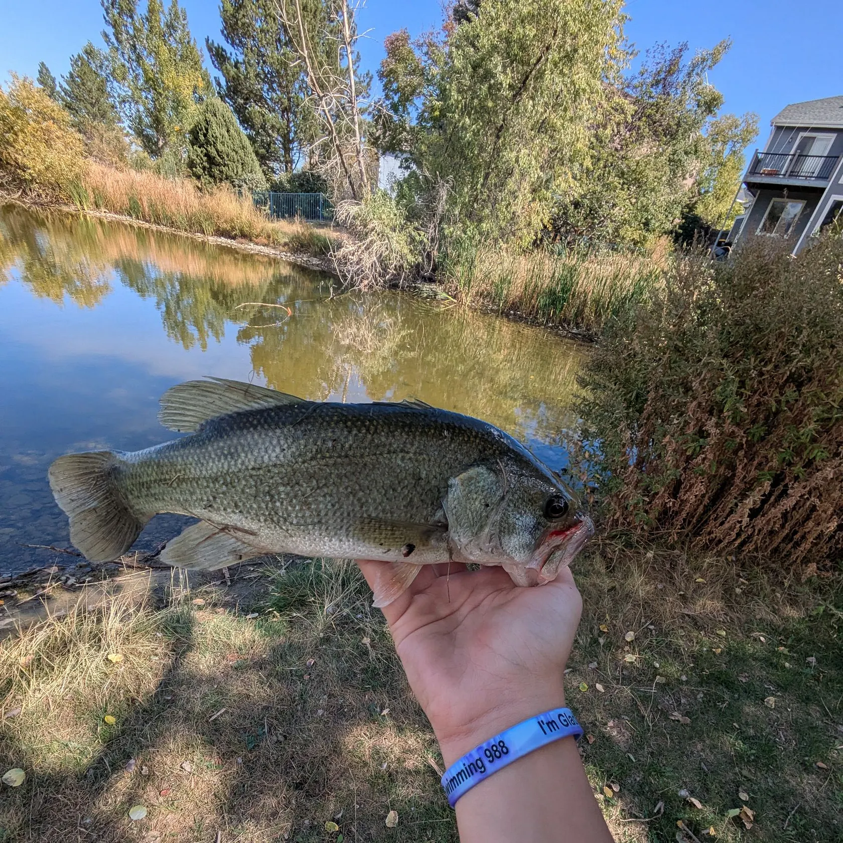 Largemouth bass caught on Fishbrain