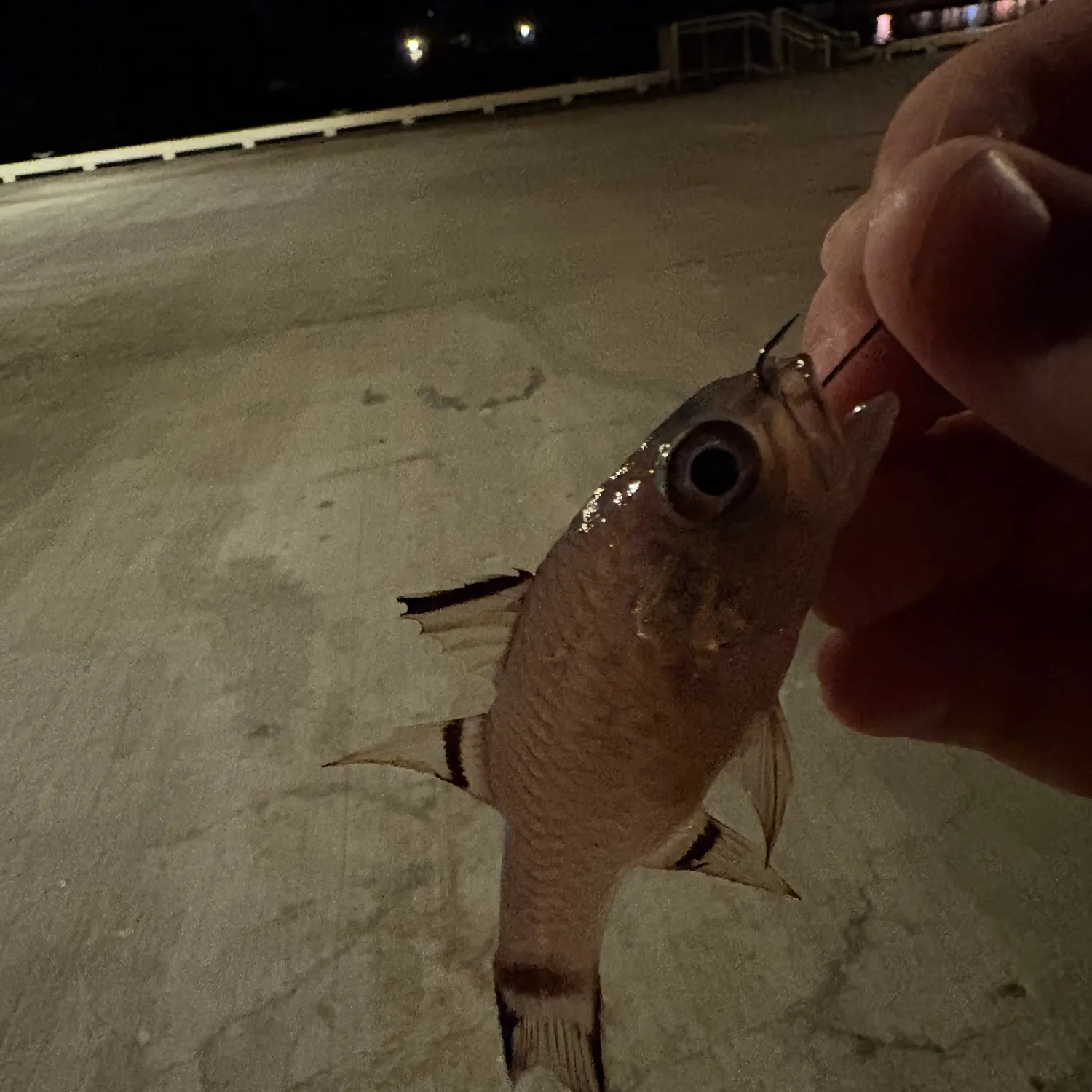 The most recent Bandfin cardinalfish catches on Fishbrain