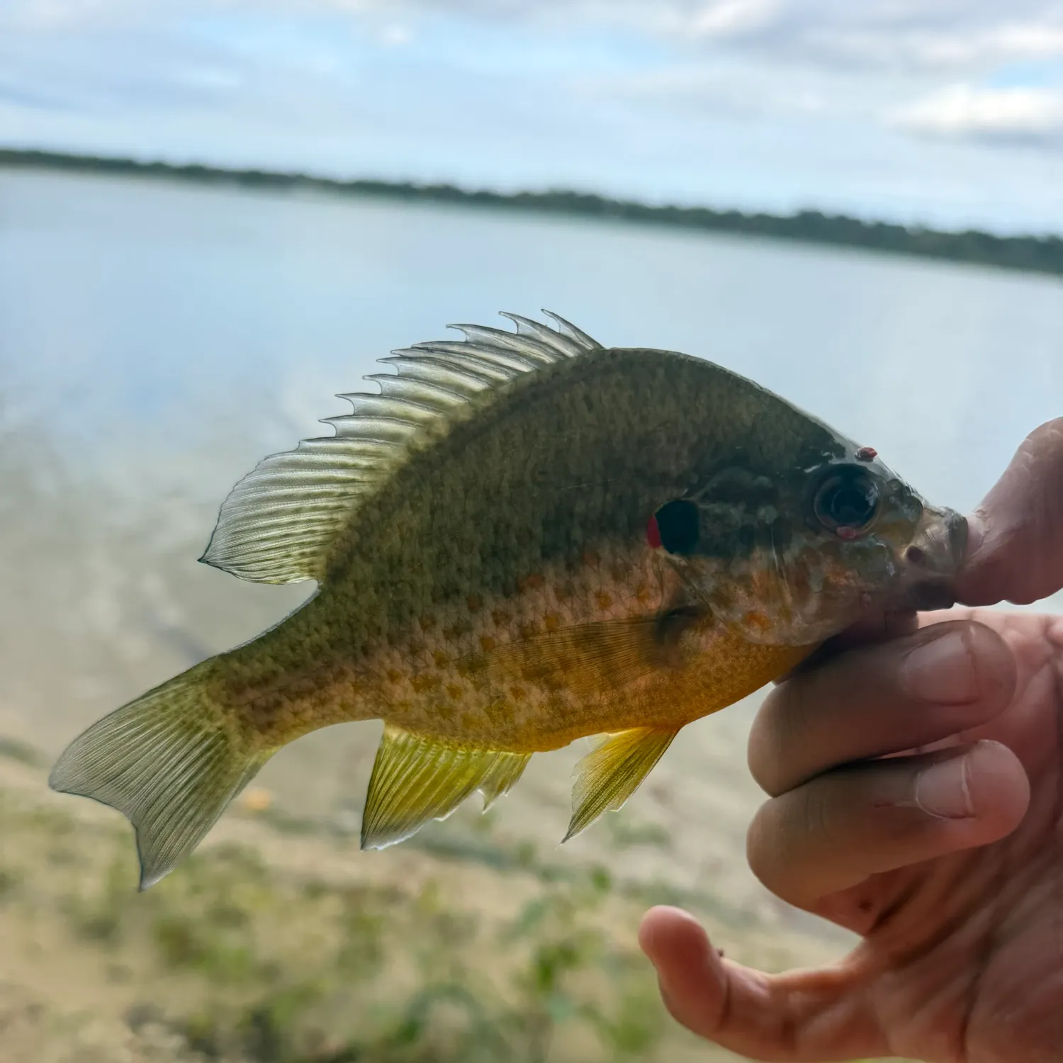 Pumpkinseed caught on Fishbrain