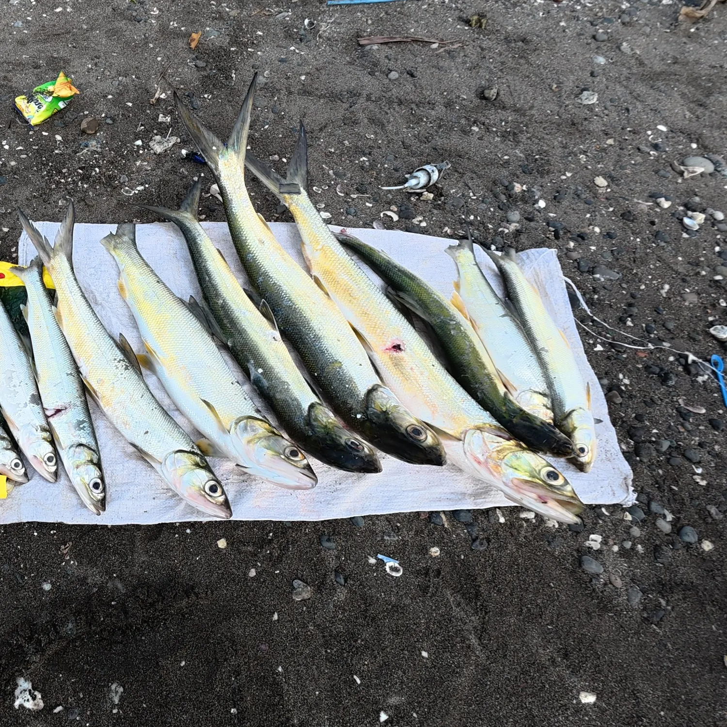recently logged catches