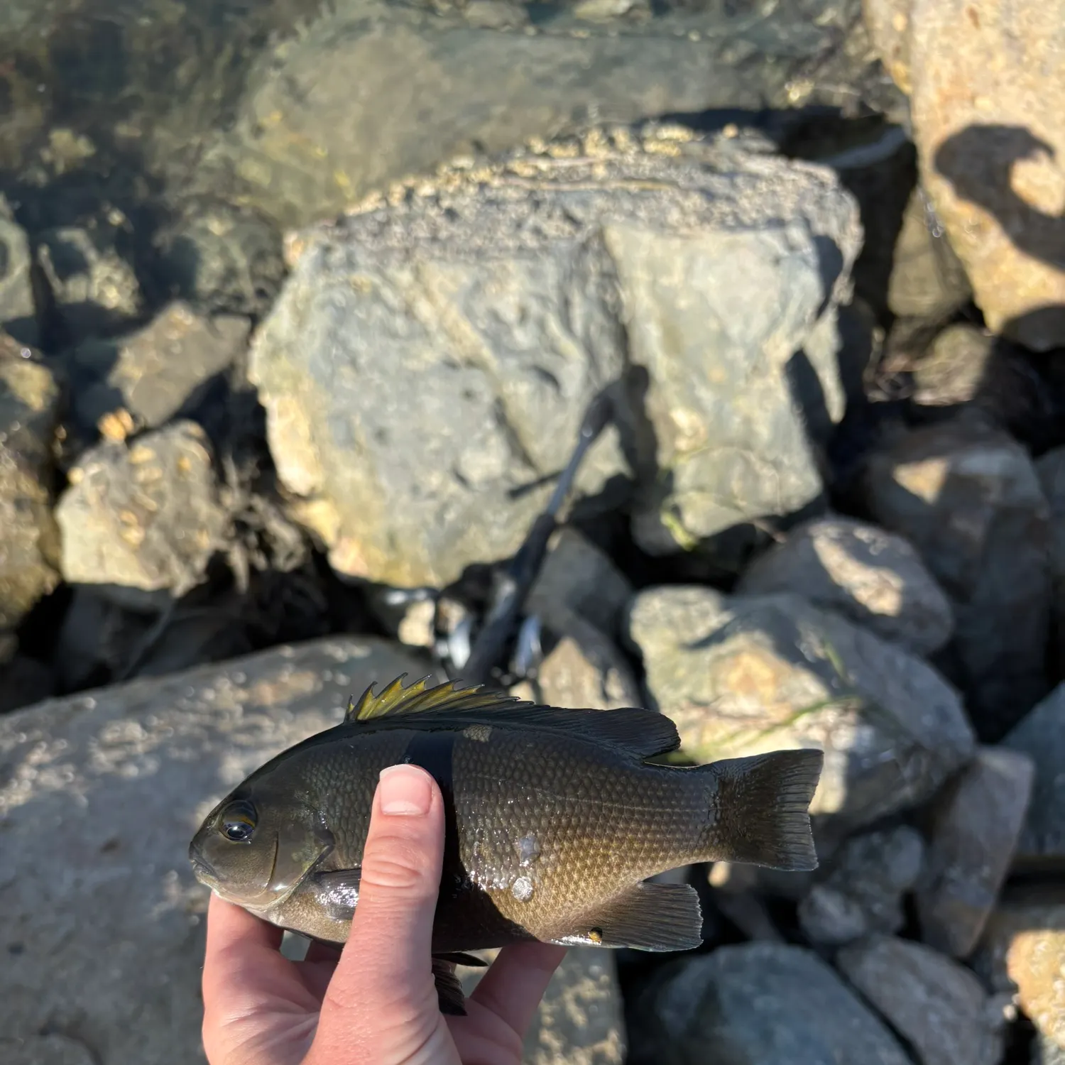 The most recent Opaleye catches on Fishbrain