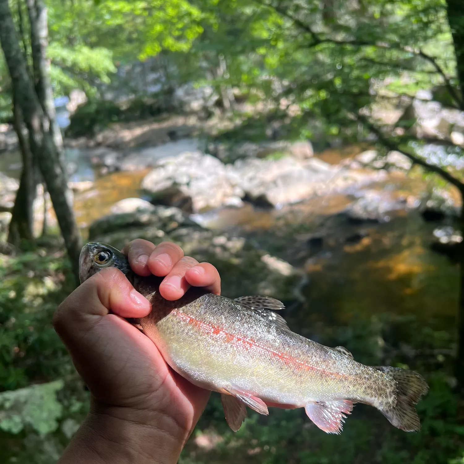 recently logged catches