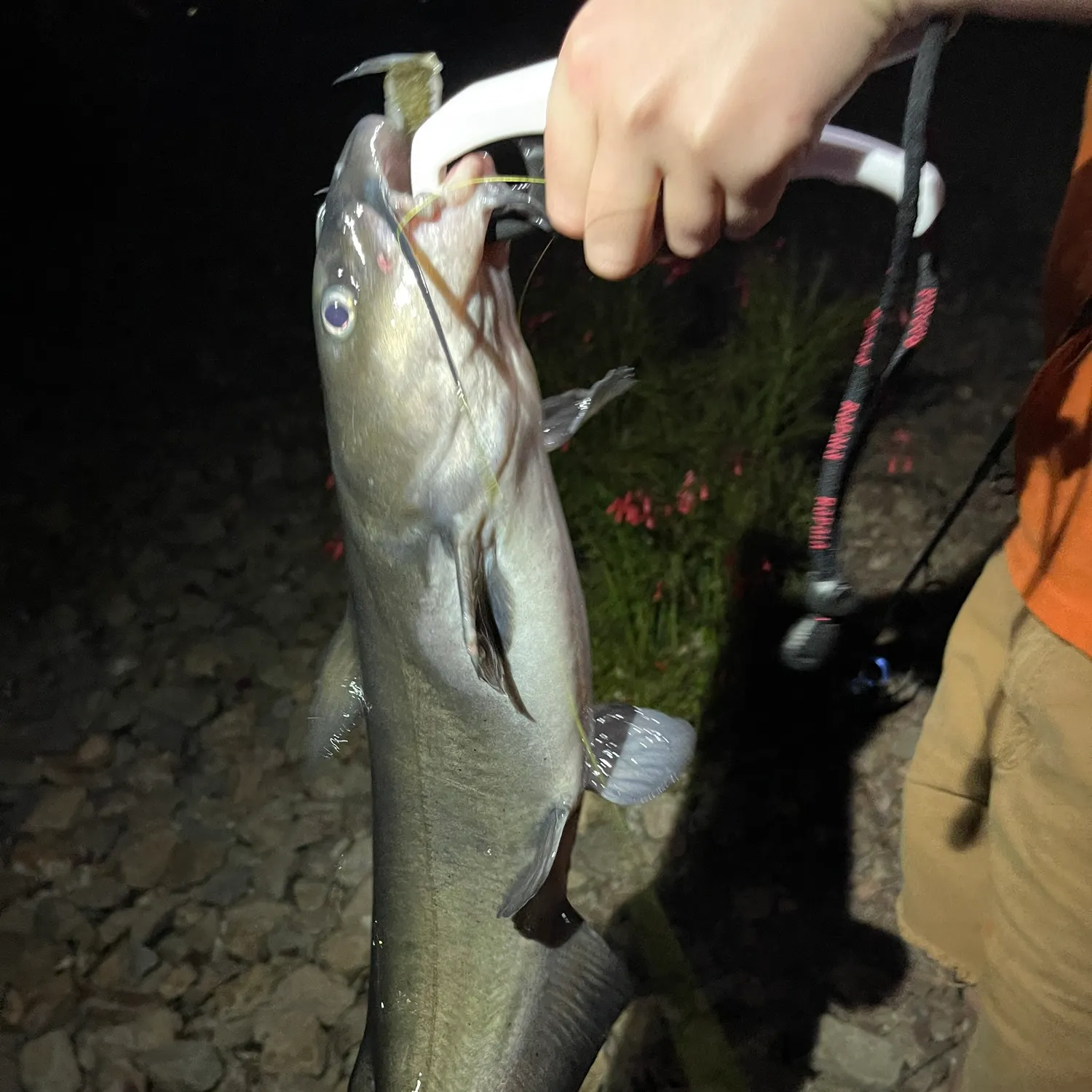 The most recent Channel catfish catches on Fishbrain