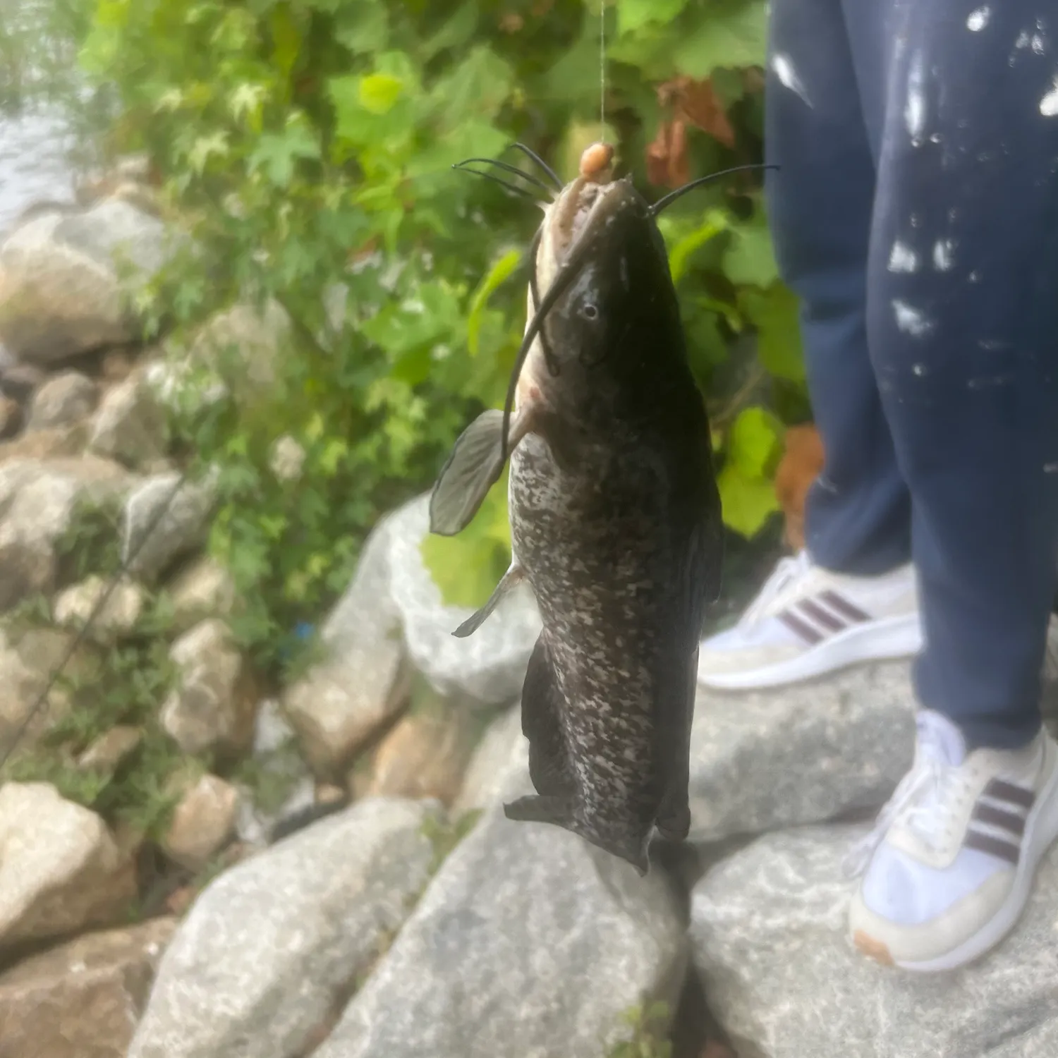 The most recent Brown bullhead catches on Fishbrain