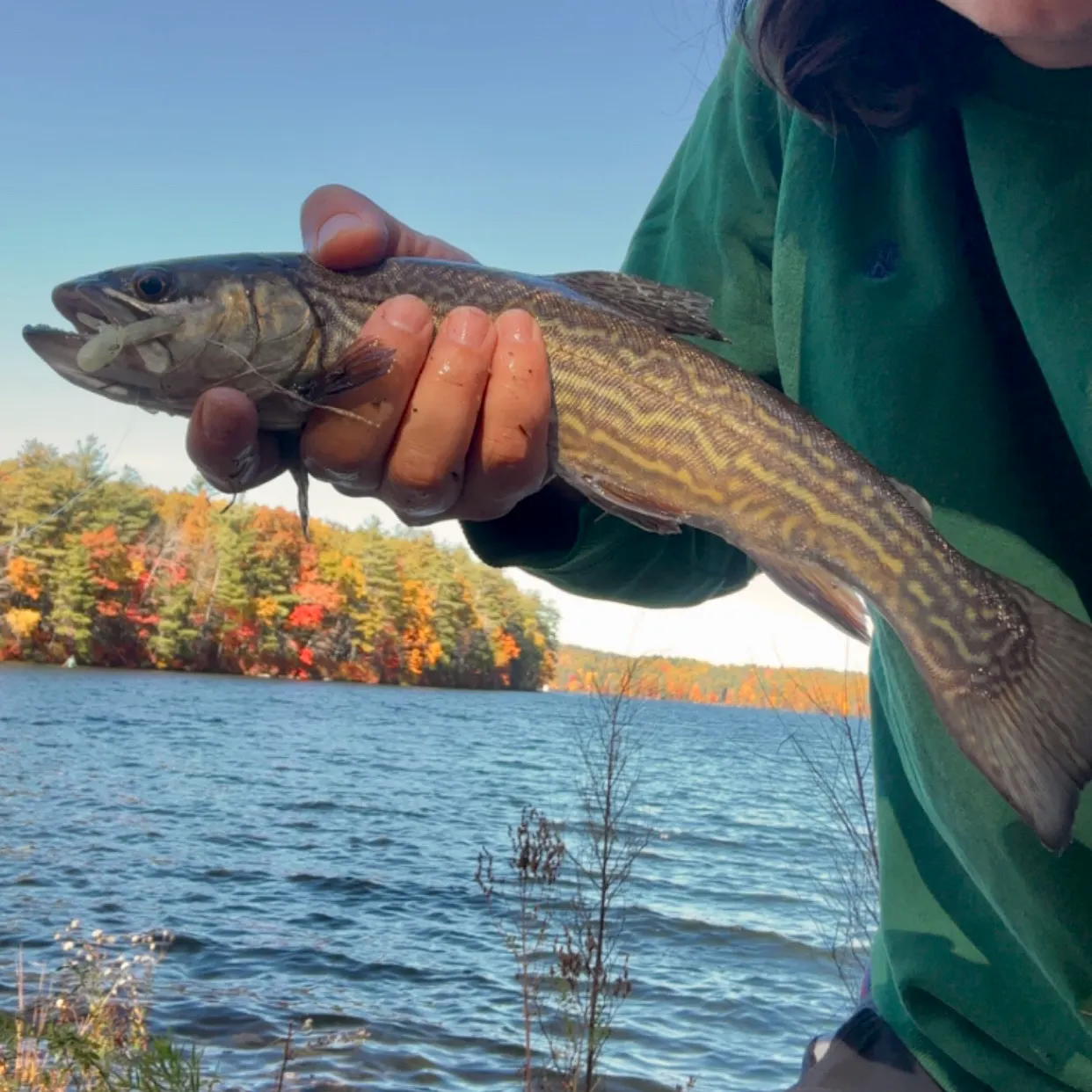 Brown trout caught on Fishbrain