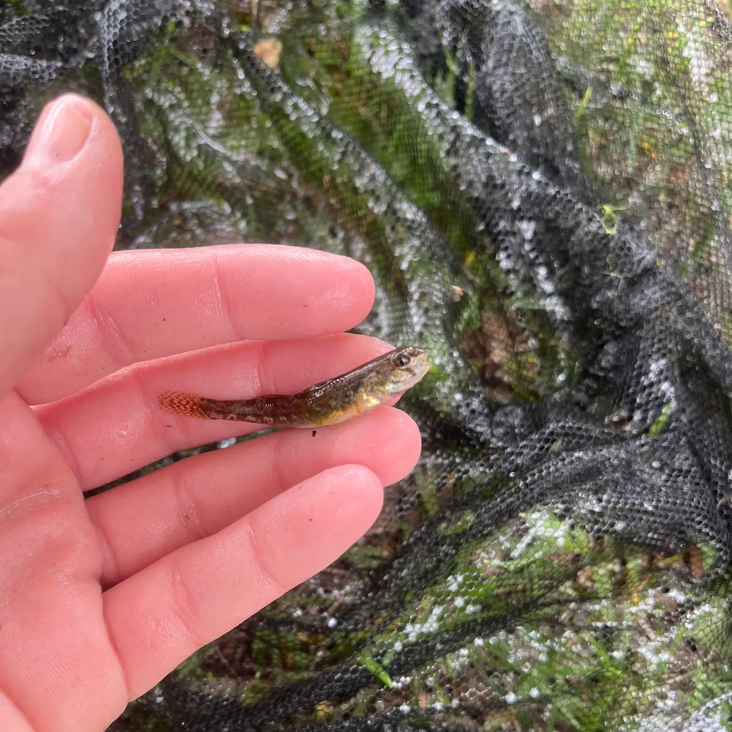 The most recent Iowa darter catches on Fishbrain