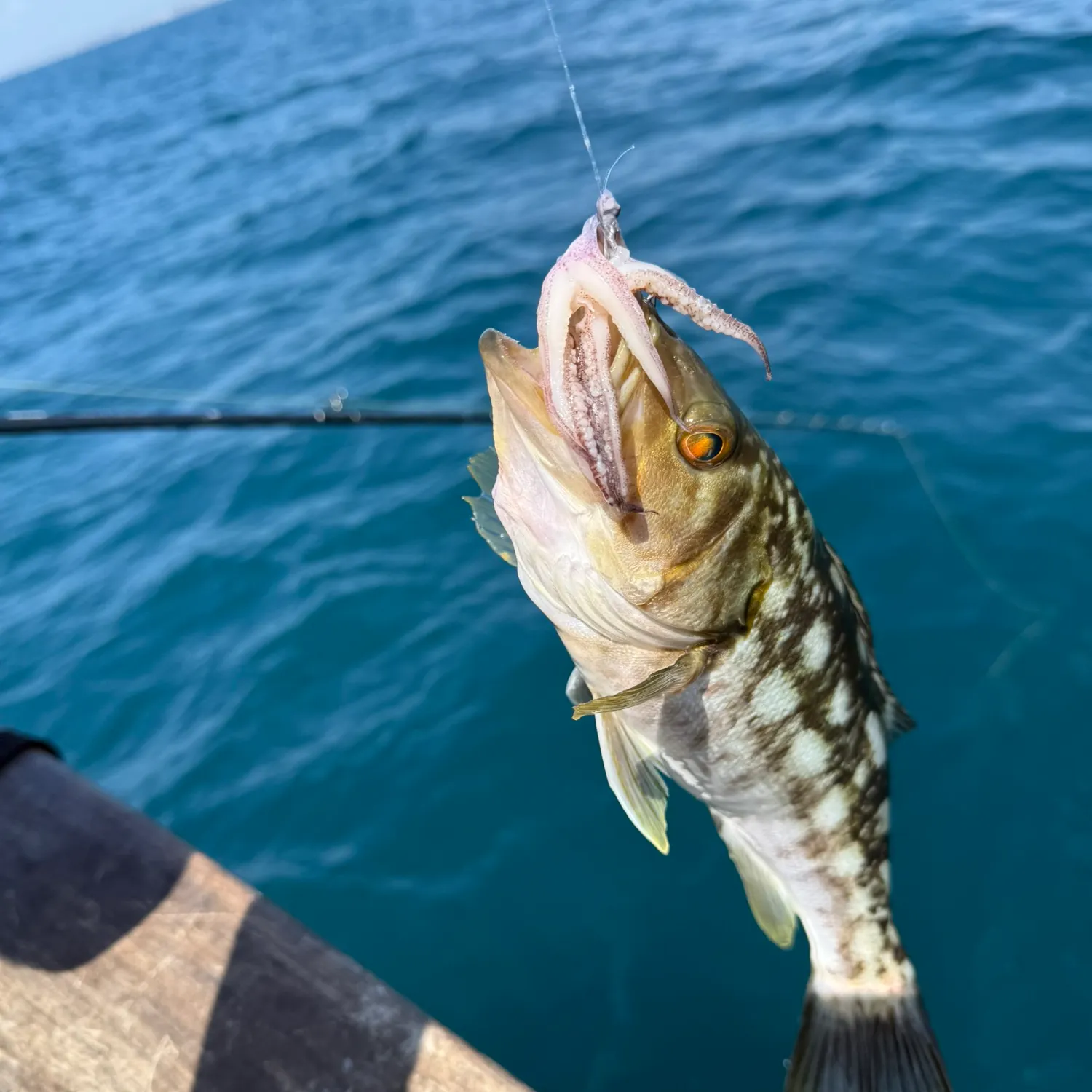 Kelp bass caught on Fishbrain