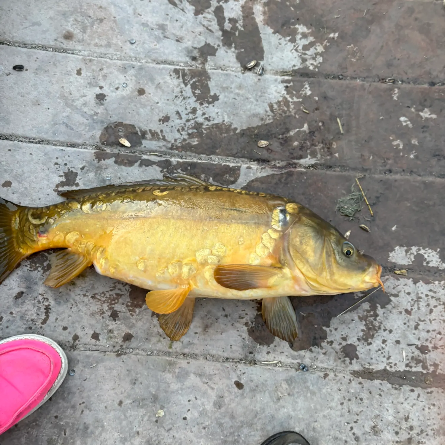 The most recent Leather carp catches on Fishbrain