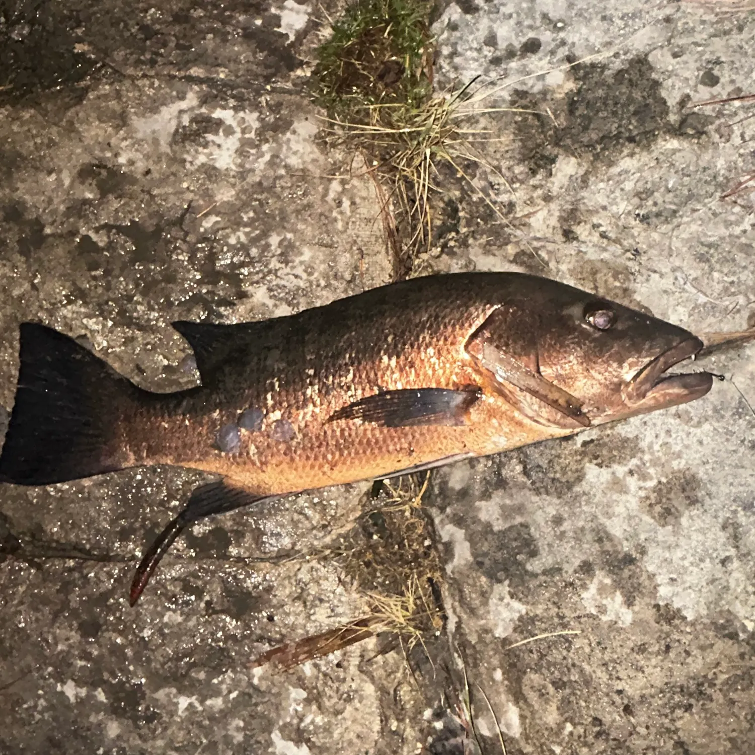 Cubera snapper caught on Fishbrain