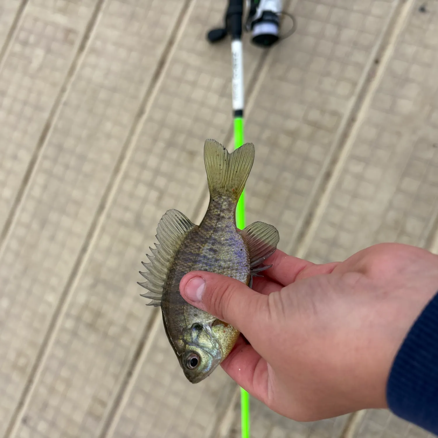Bluegill caught on Fishbrain