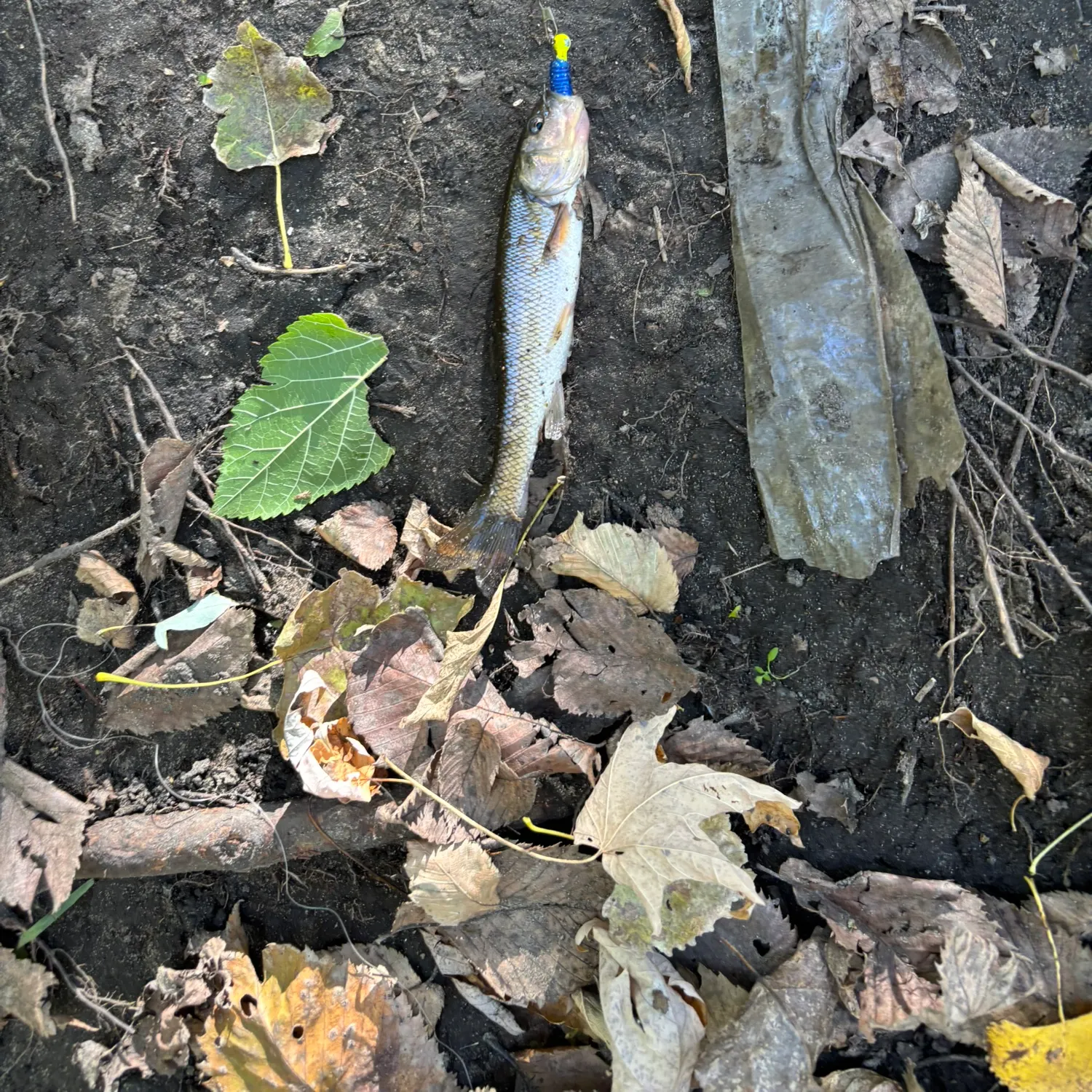 Northern pikeminnow caught on Fishbrain