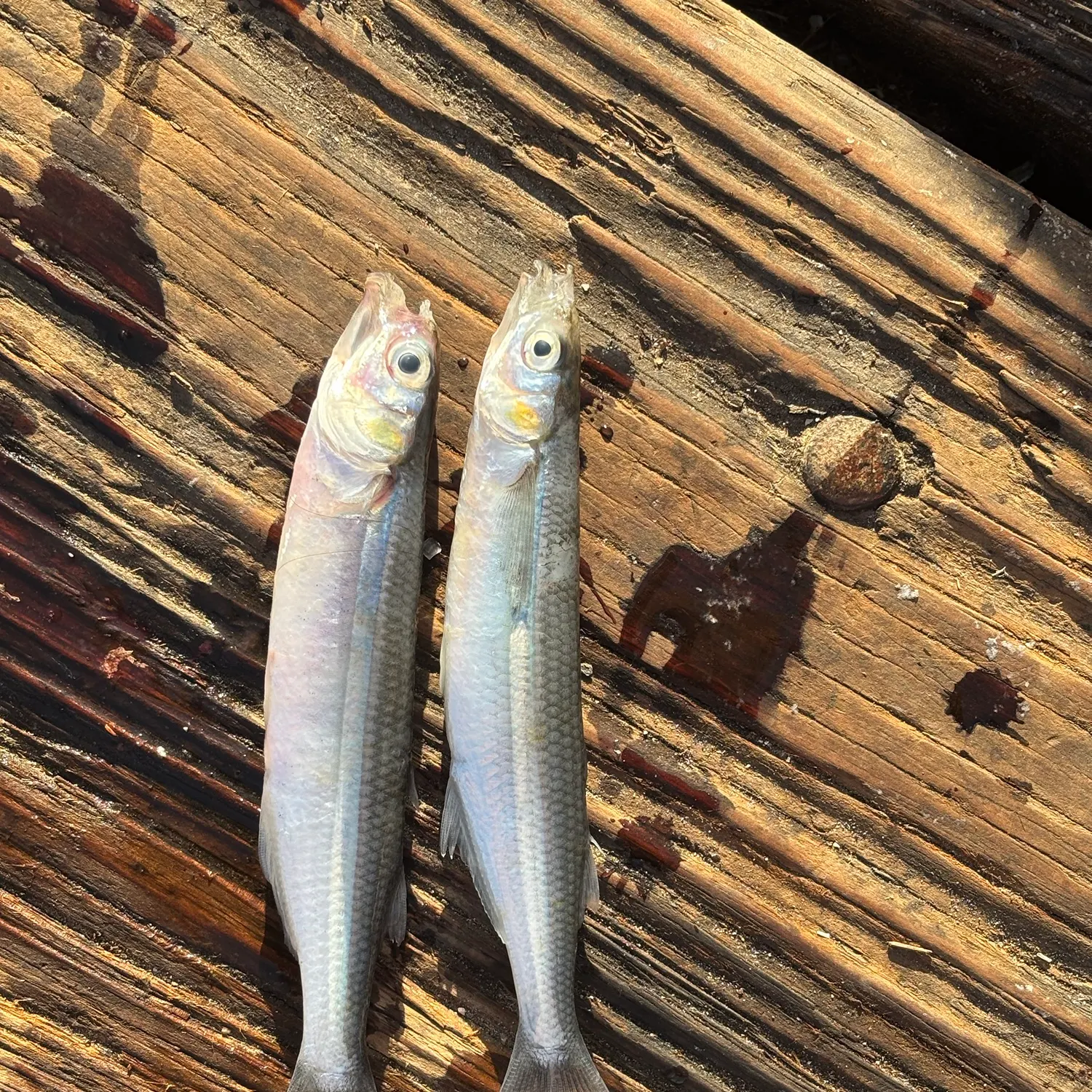 The most recent Jack smelt catches on Fishbrain