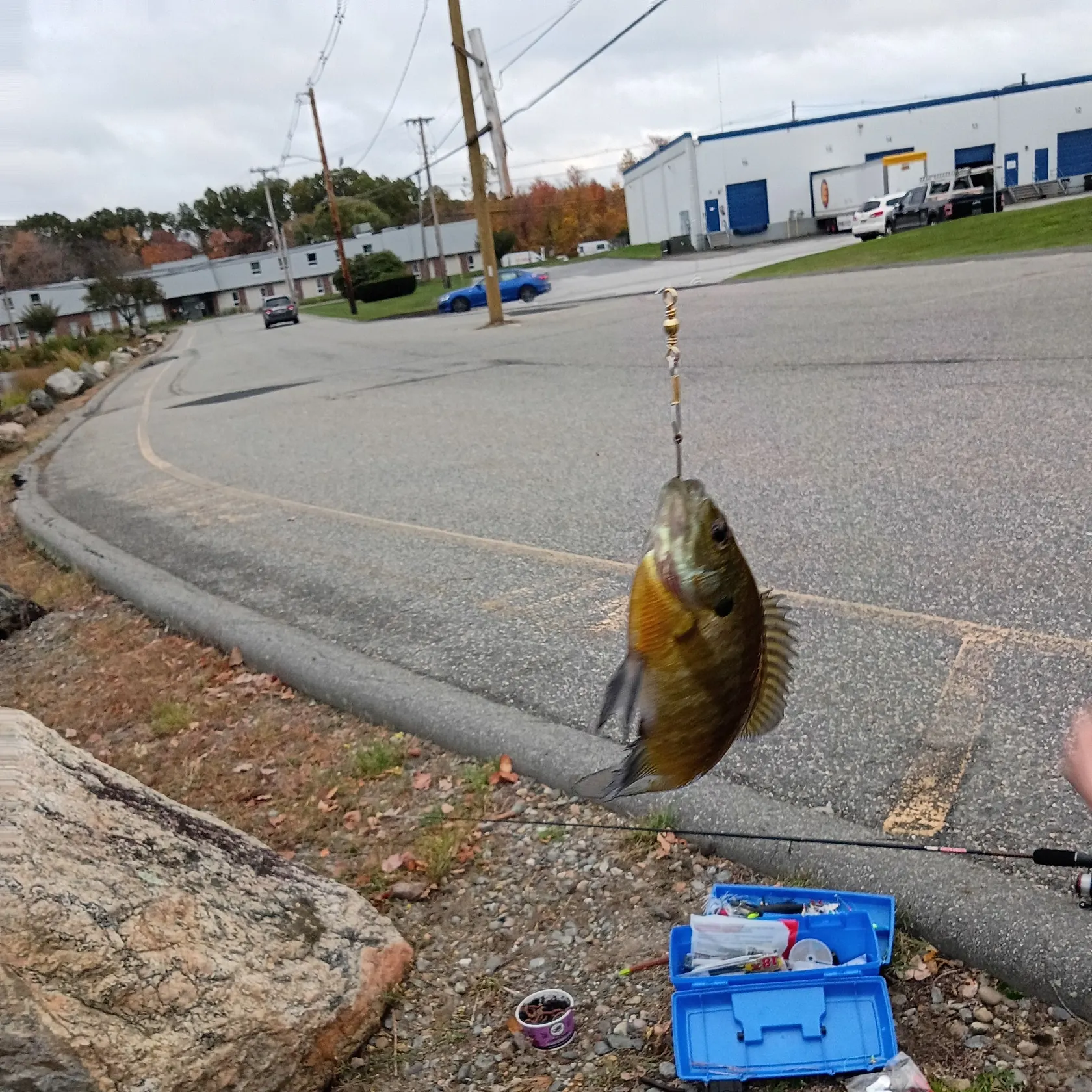 Bluegill caught on Fishbrain