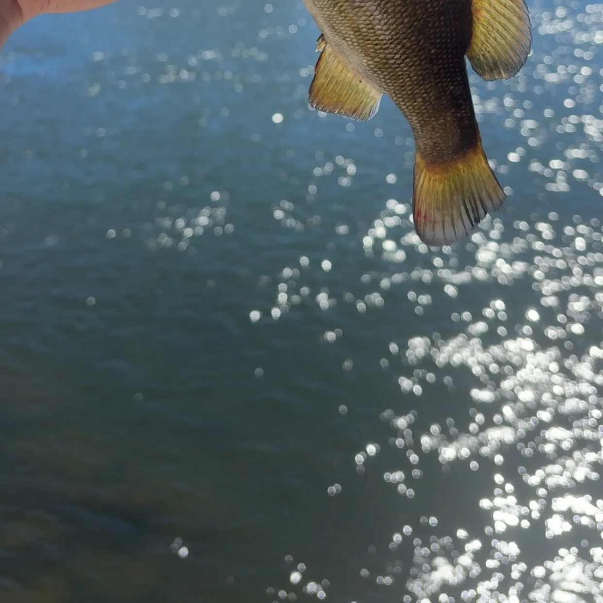 Smallmouth bass caught on Fishbrain