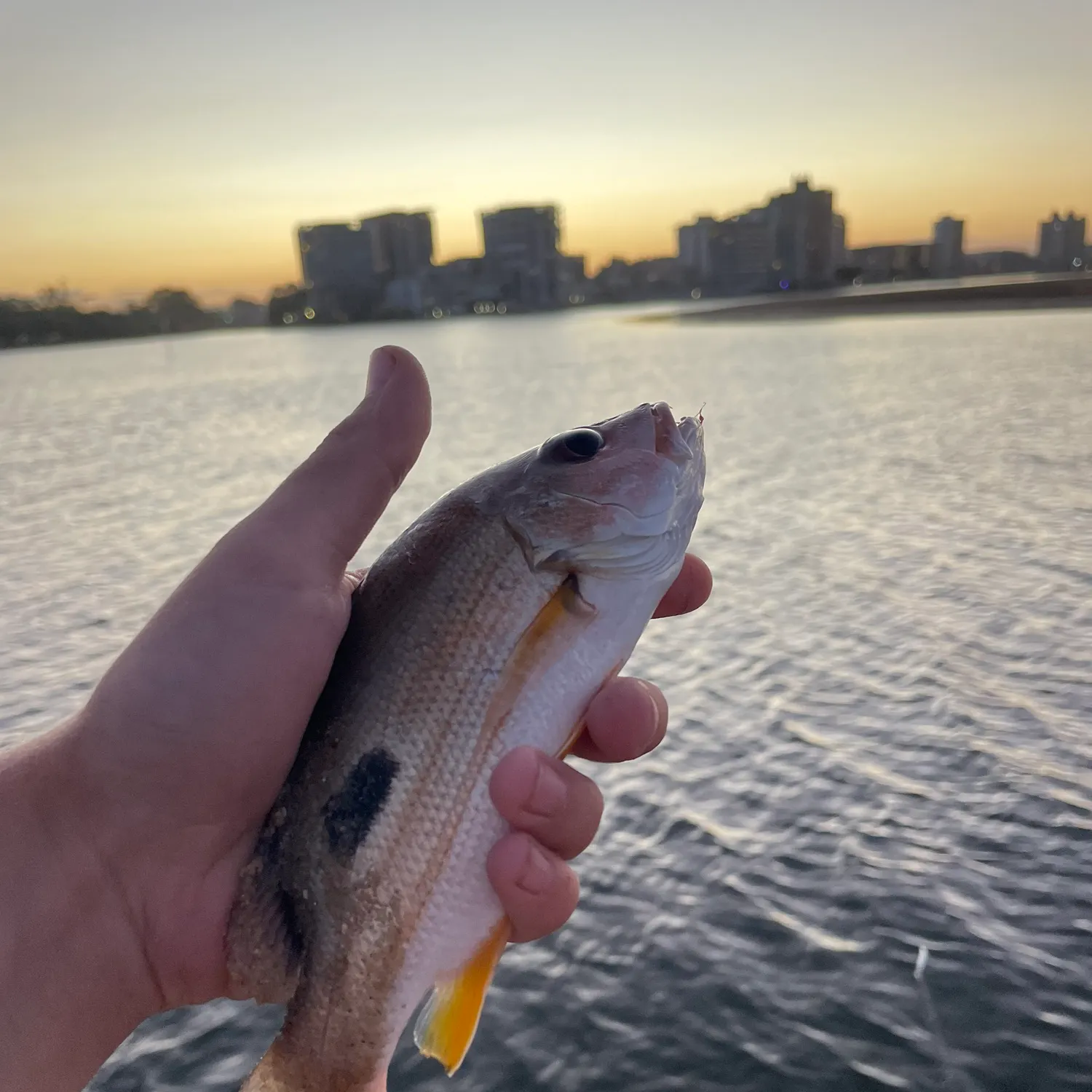 The most recent Moses perch catches on Fishbrain