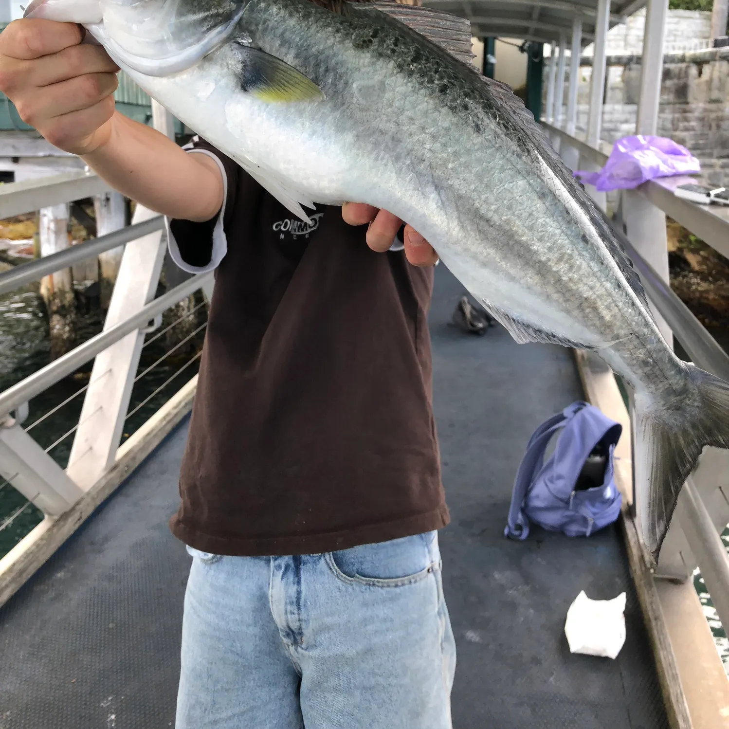 Eastern Australian salmon caught on Fishbrain