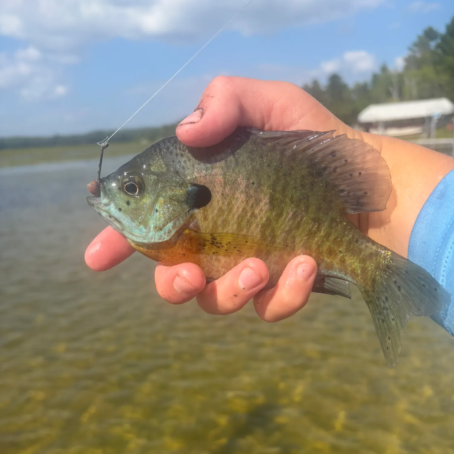 Bluegill caught on Fishbrain