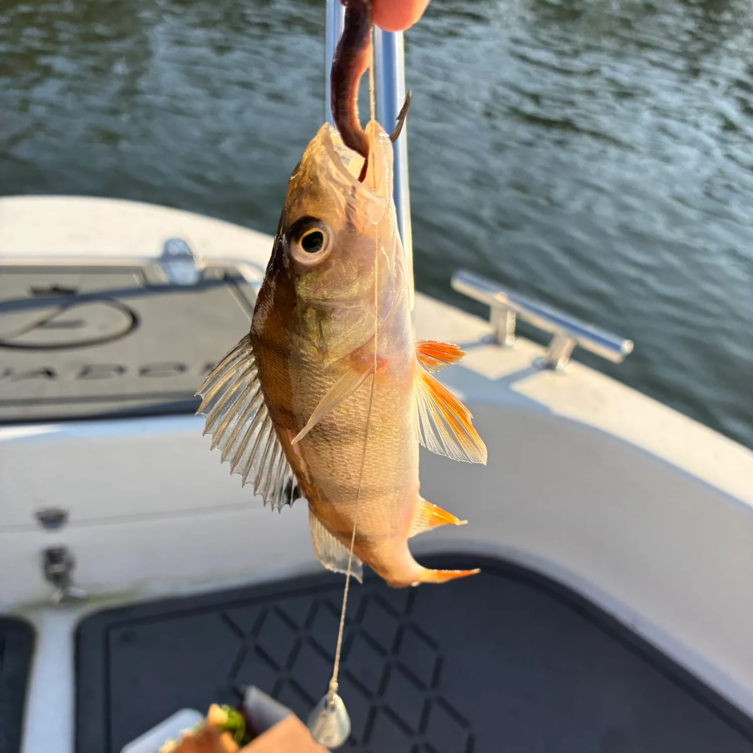 European perch caught on Fishbrain