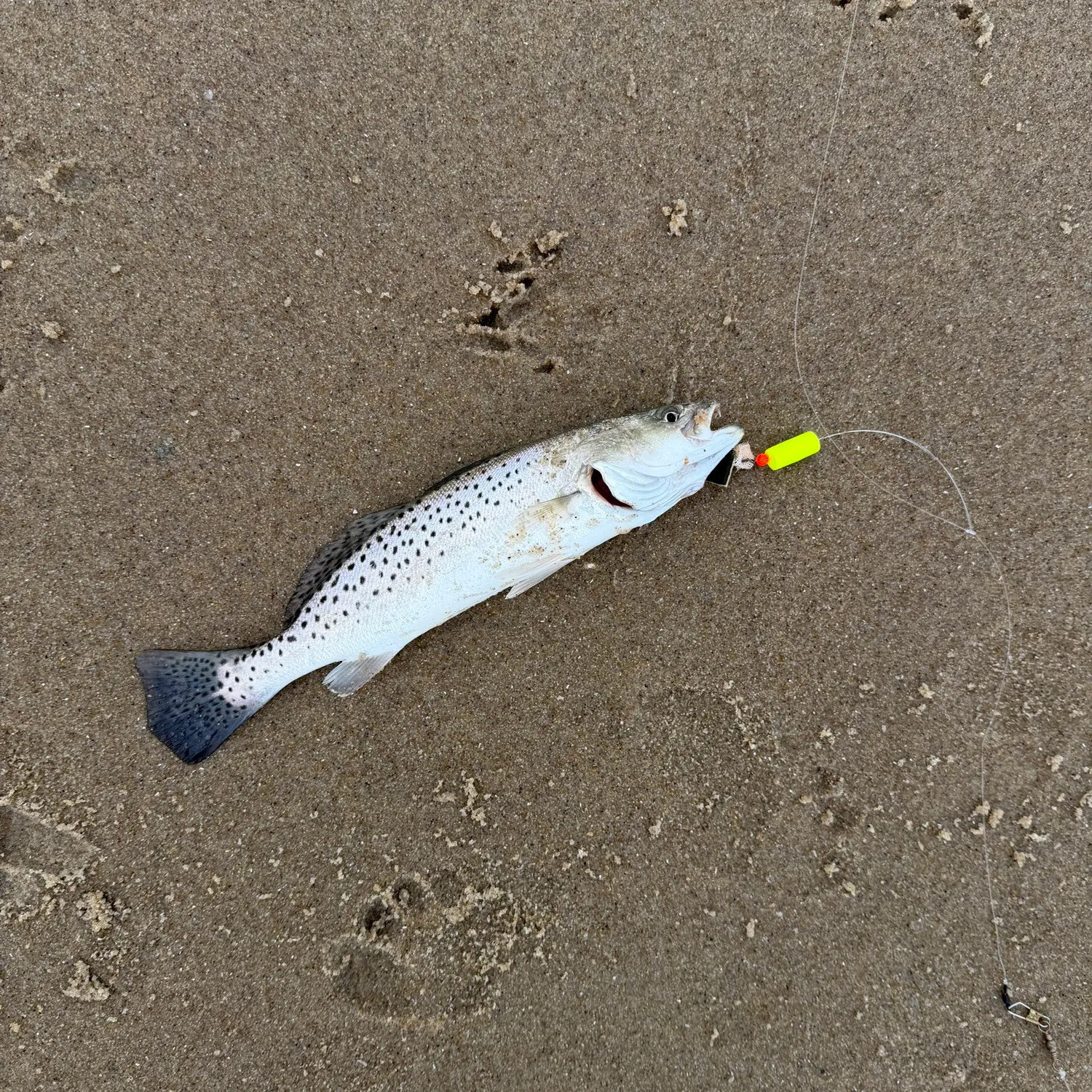 Spotted seatrout caught on Fishbrain