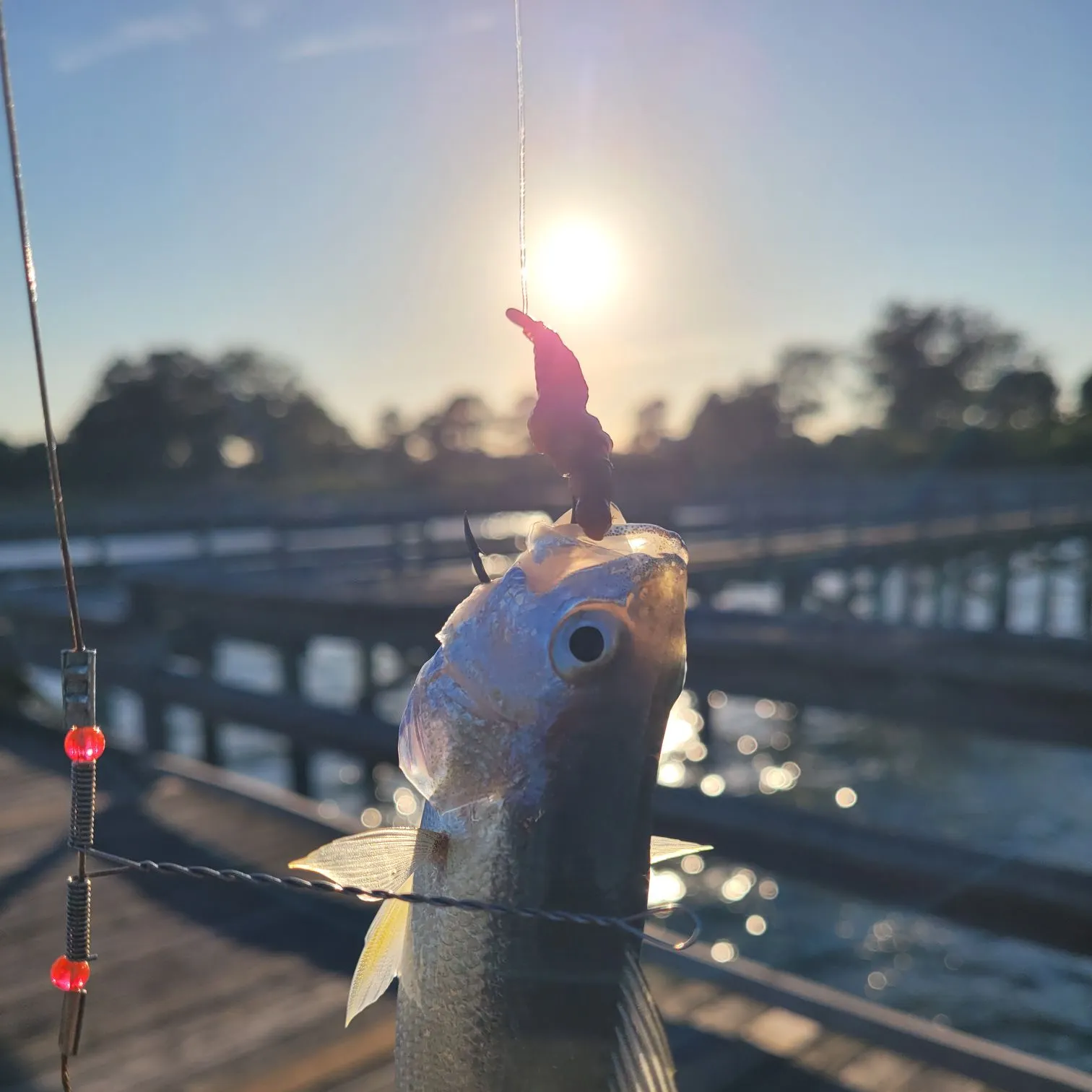 Silver perch caught on Fishbrain