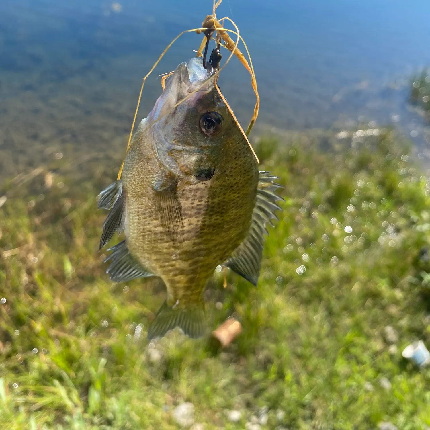 Bluegill caught on Fishbrain