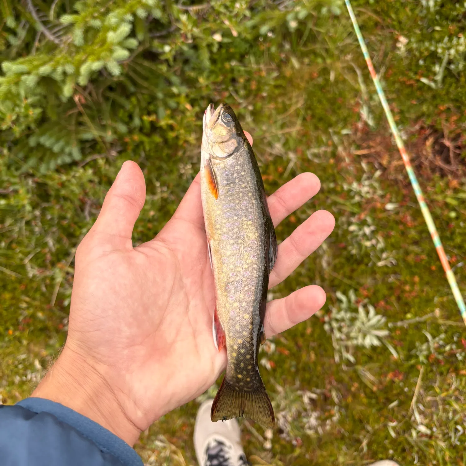 Brook trout caught on Fishbrain