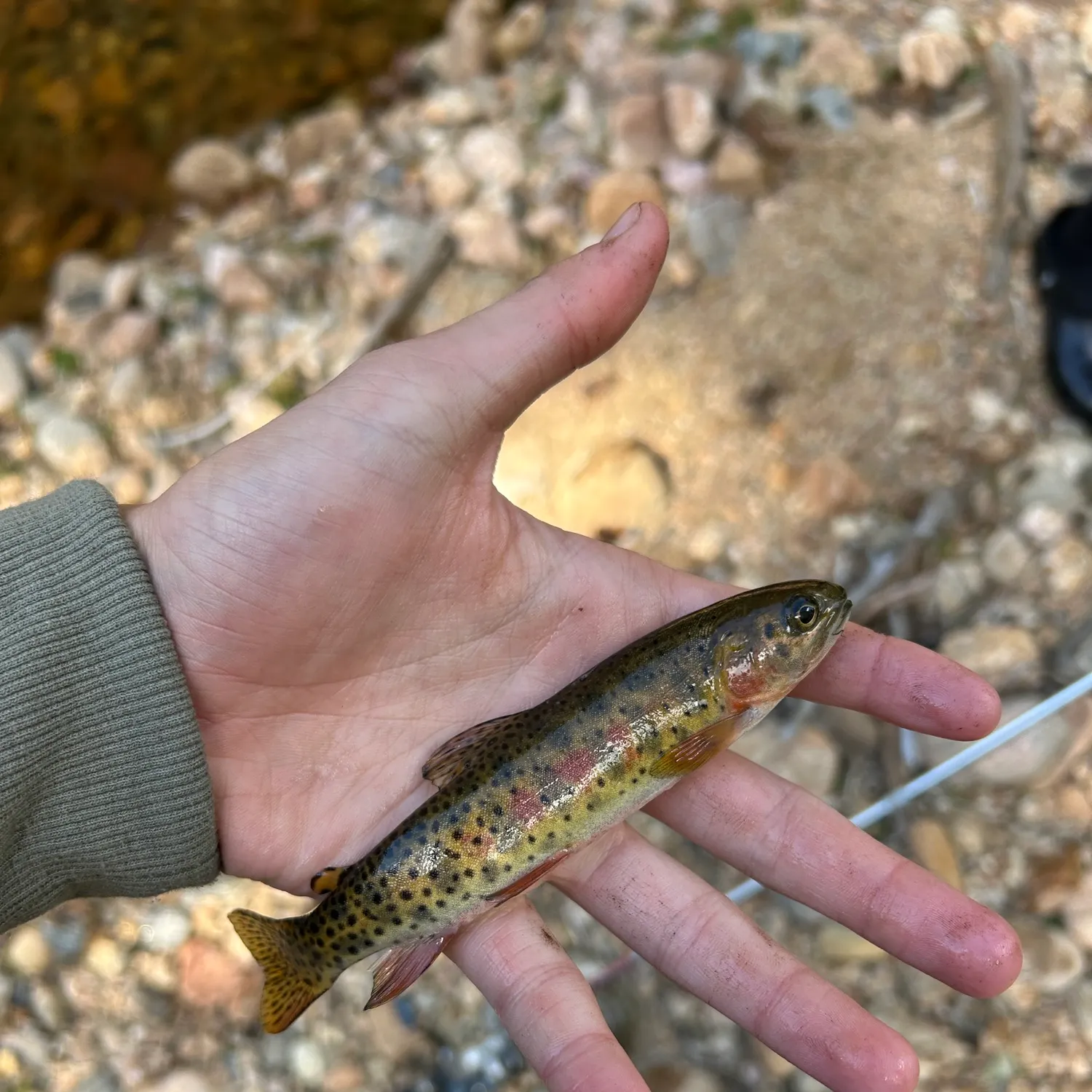Colorado river cutthroat trout caught on Fishbrain