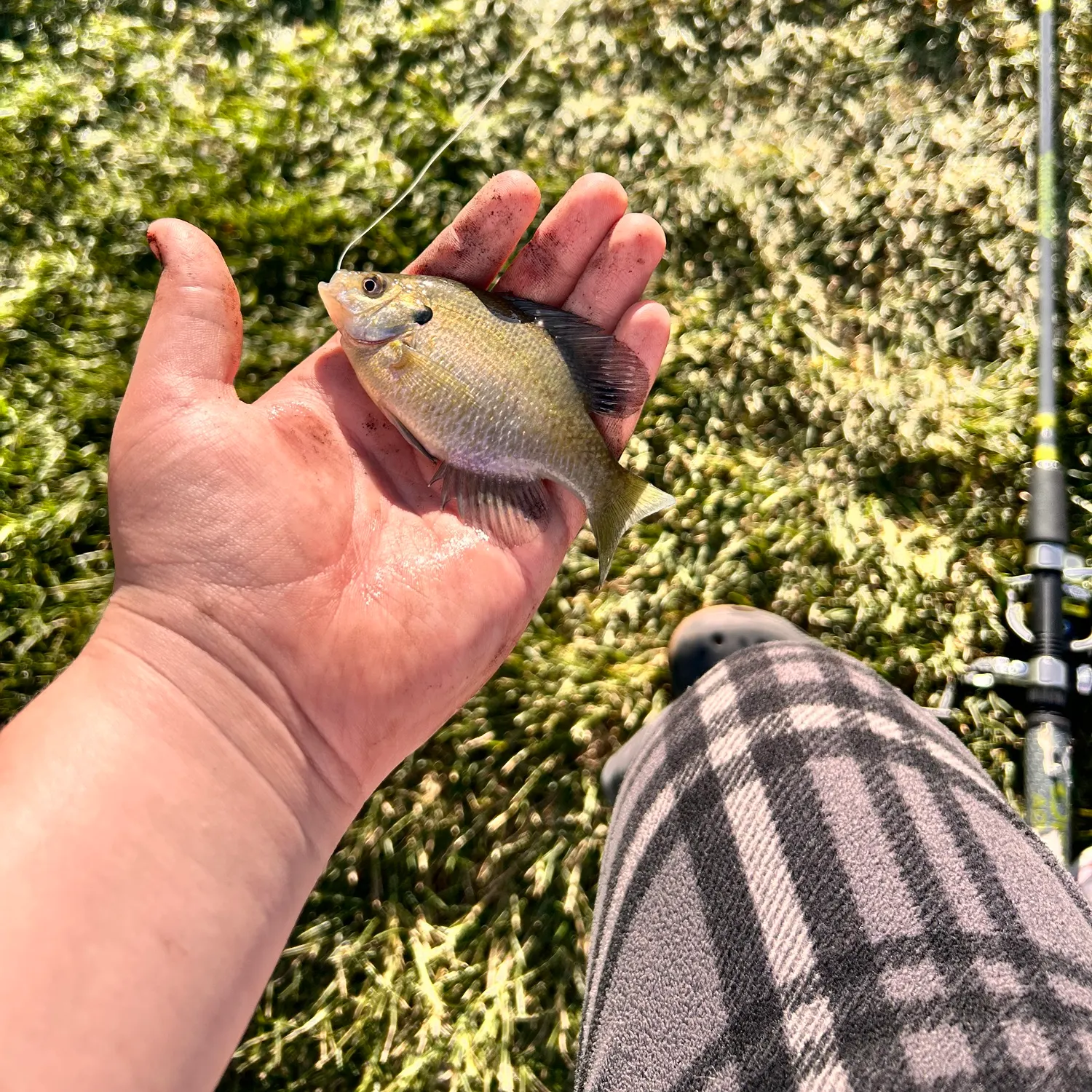 Bluegill caught on Fishbrain